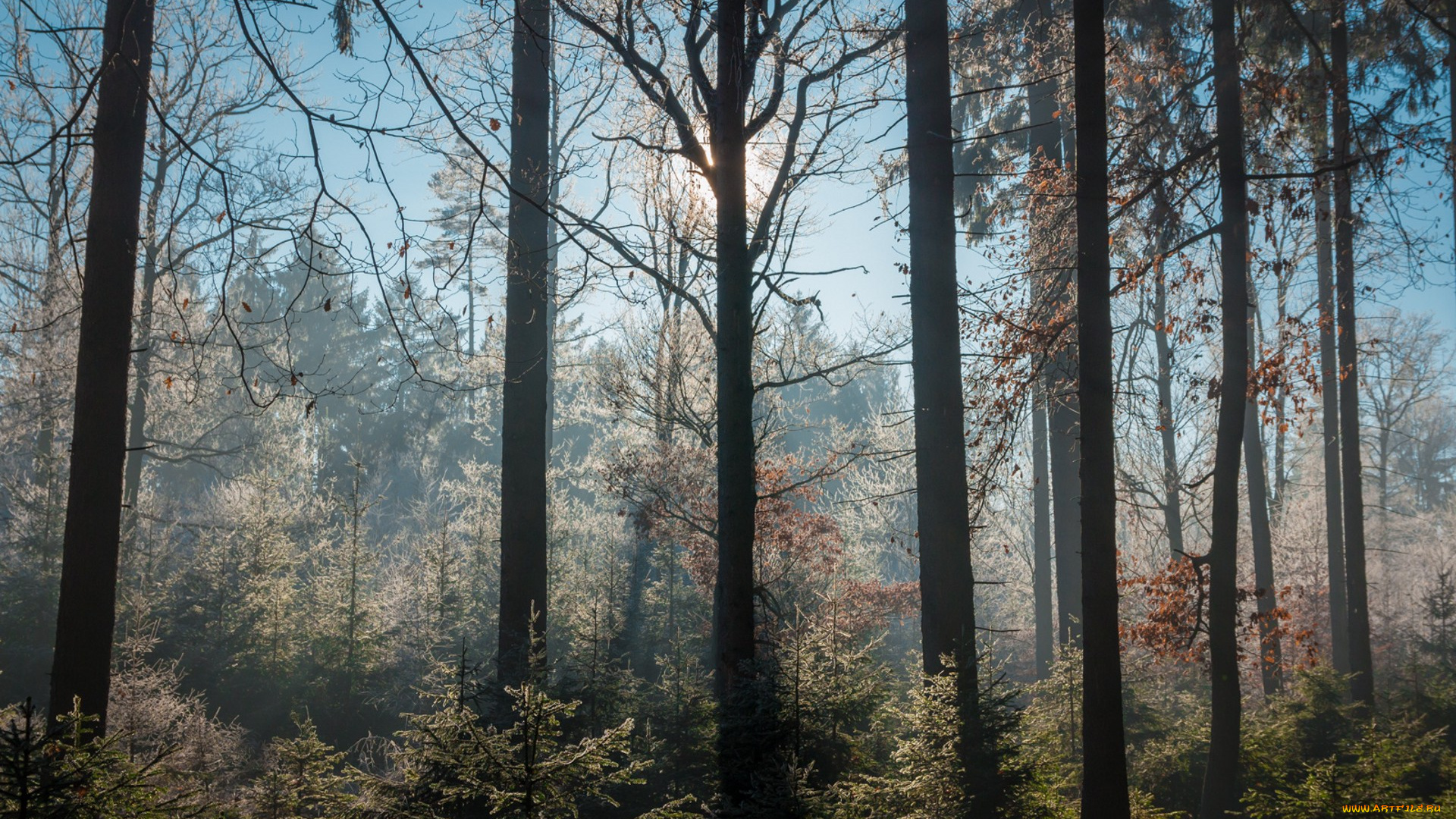 природа, лес, простор