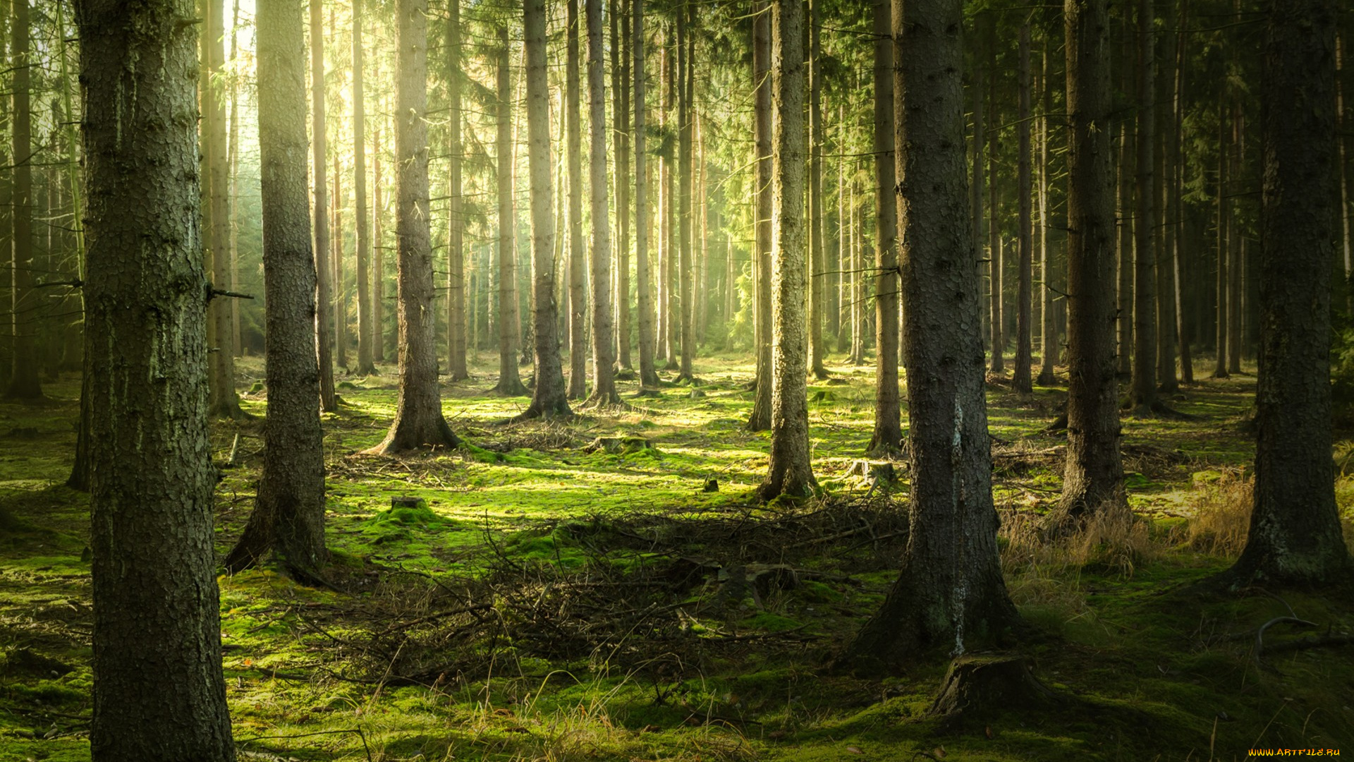 природа, лес, простор