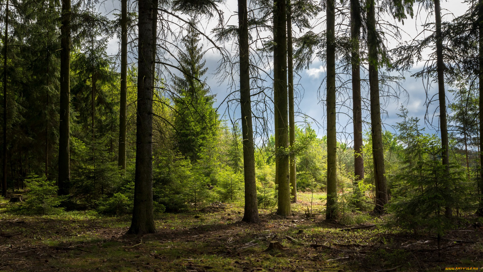 природа, лес, простор
