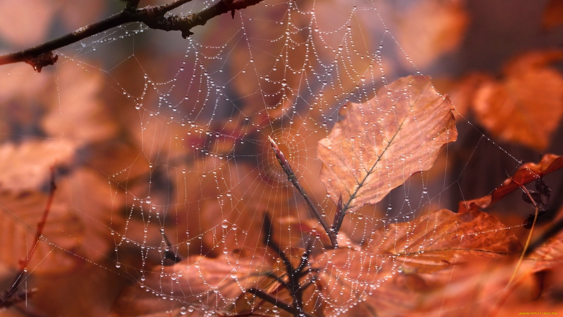 природа, макро, паутина, капли