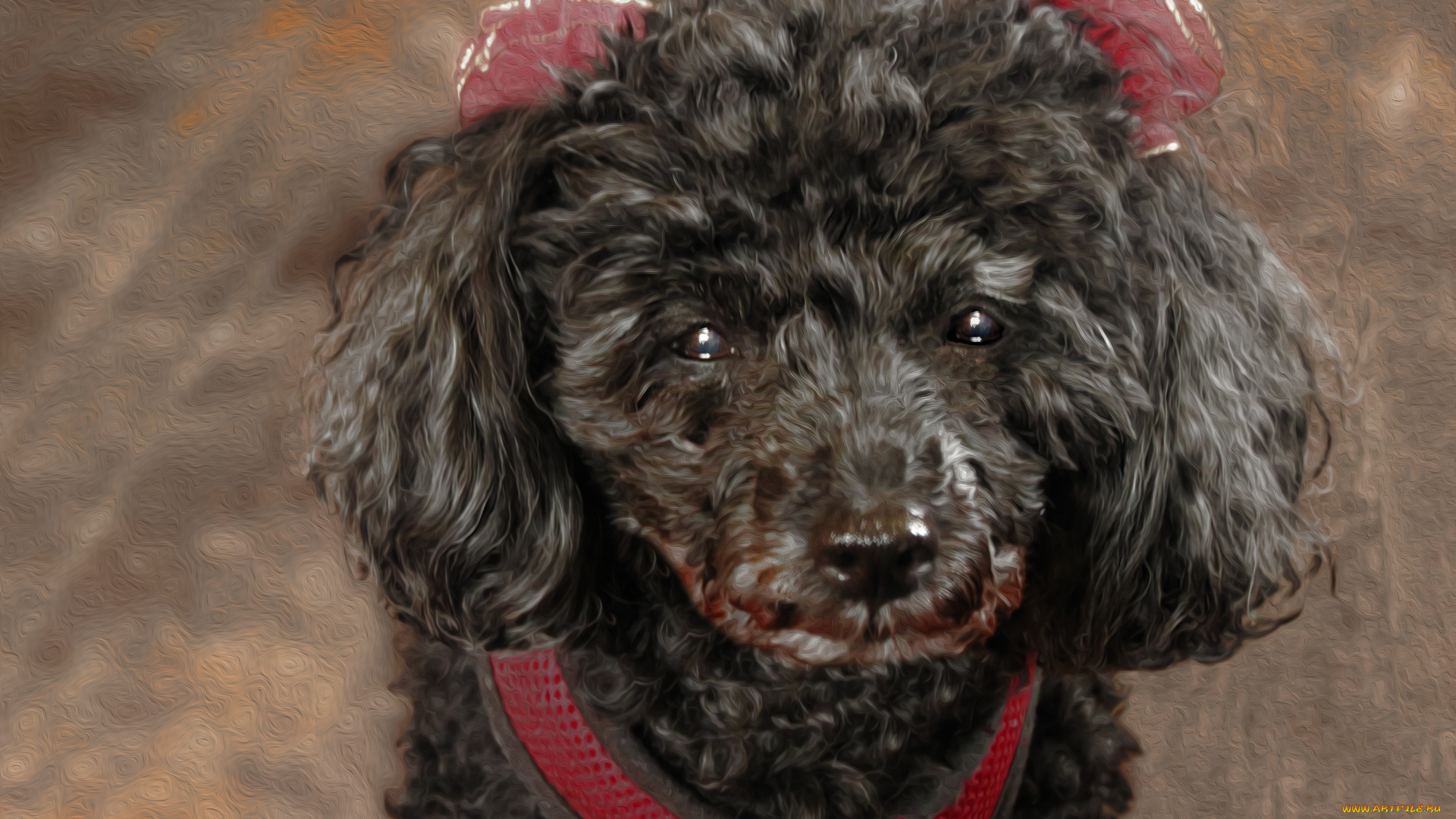 разное, компьютерный, дизайн, пудель, собака, дизайн, животное