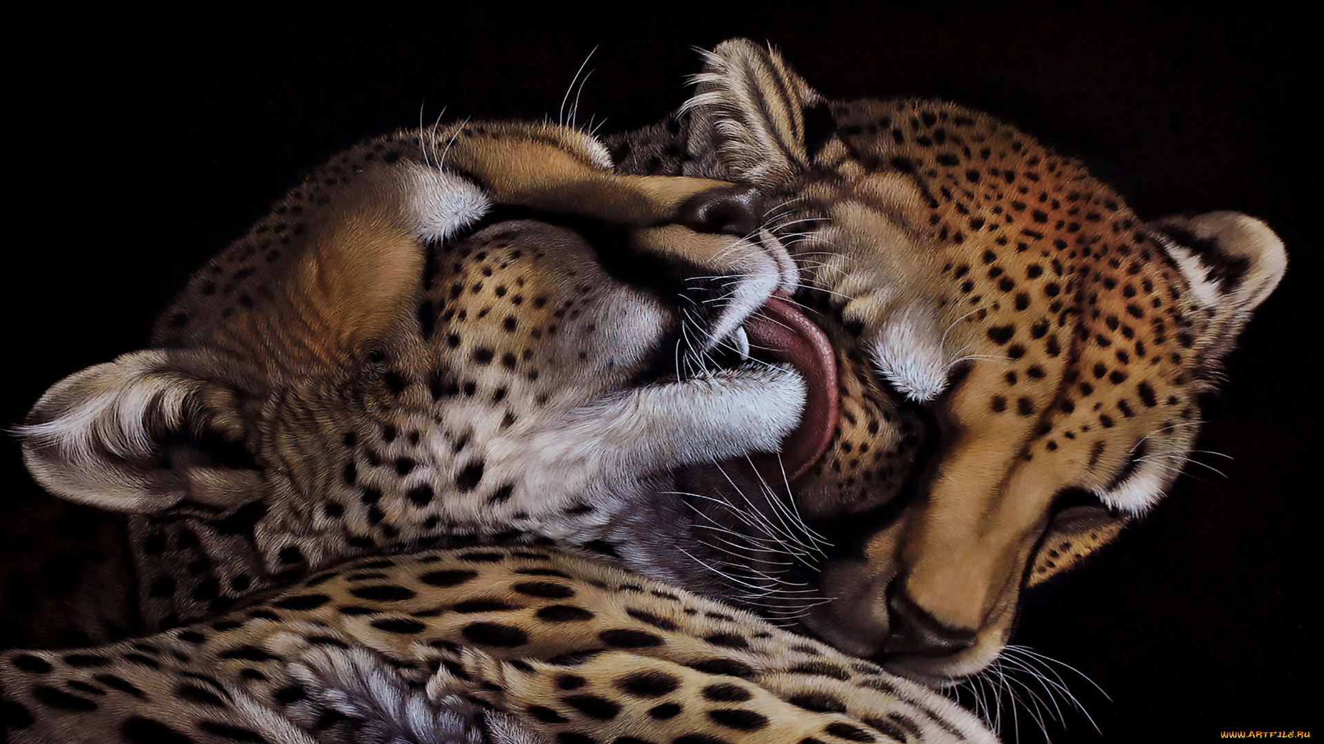 рисованное, животные, , ягуары, , леопарды, взгляд