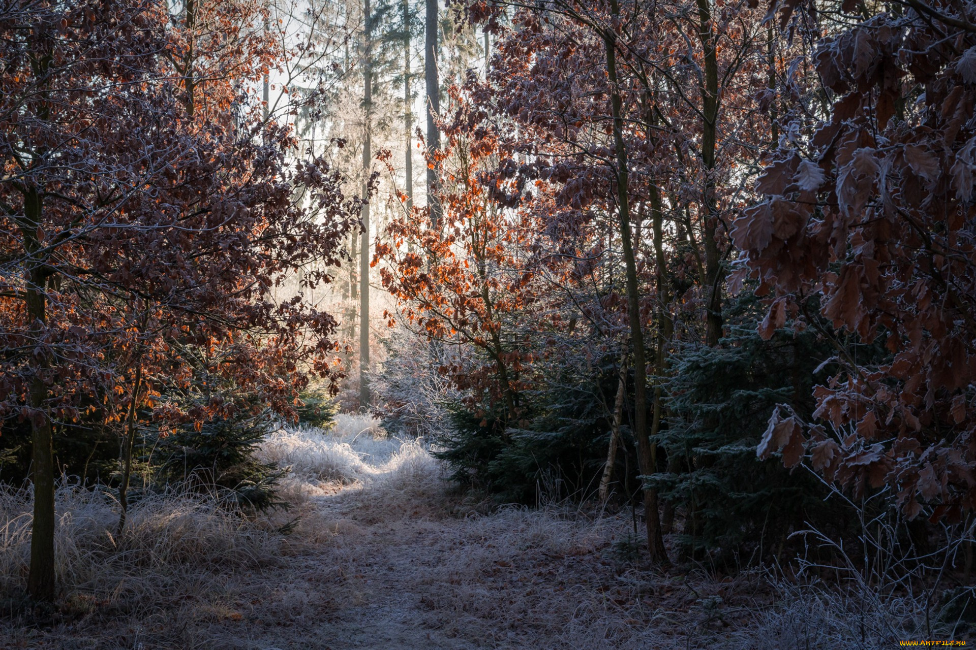 природа, лес, простор