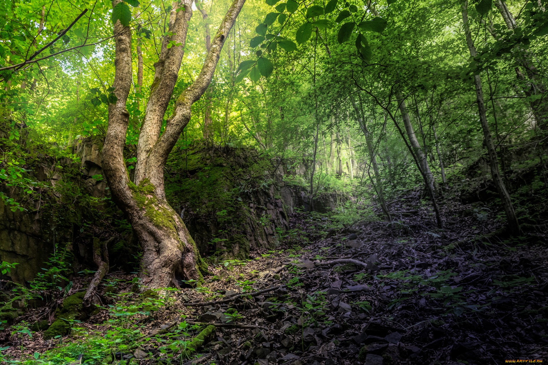 природа, лес, простор