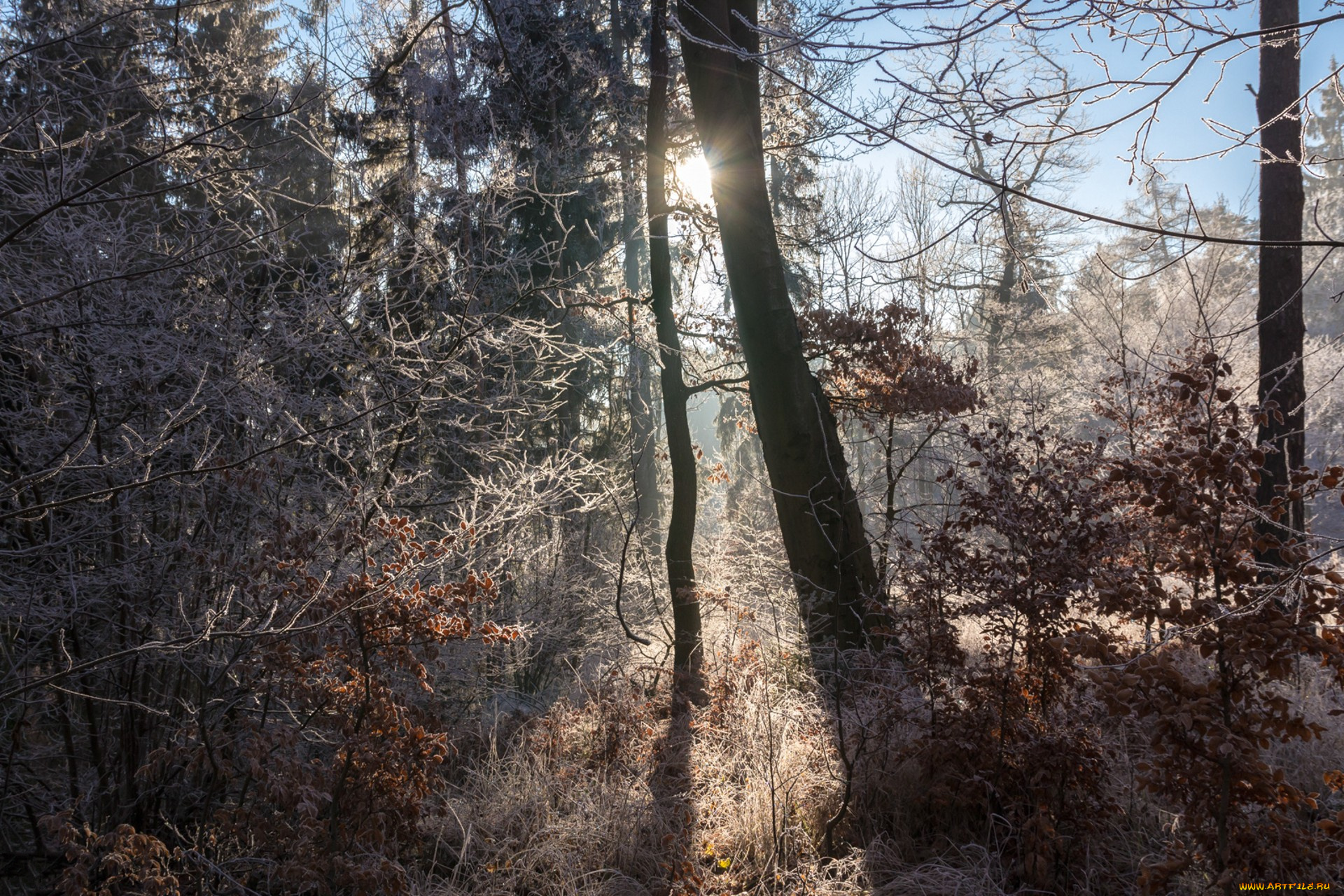 природа, лес, простор