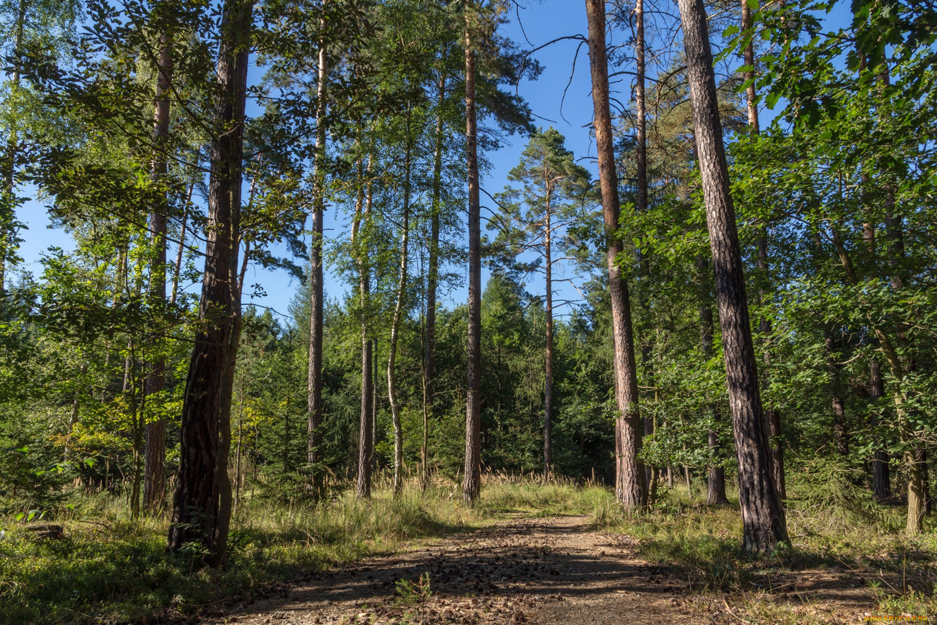 природа, лес, простор