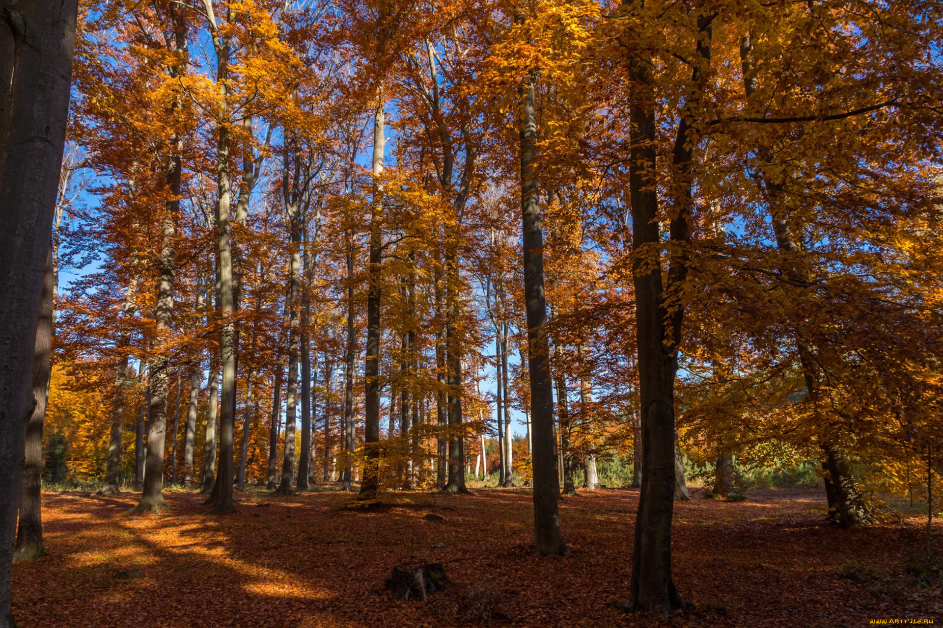 природа, лес, простор