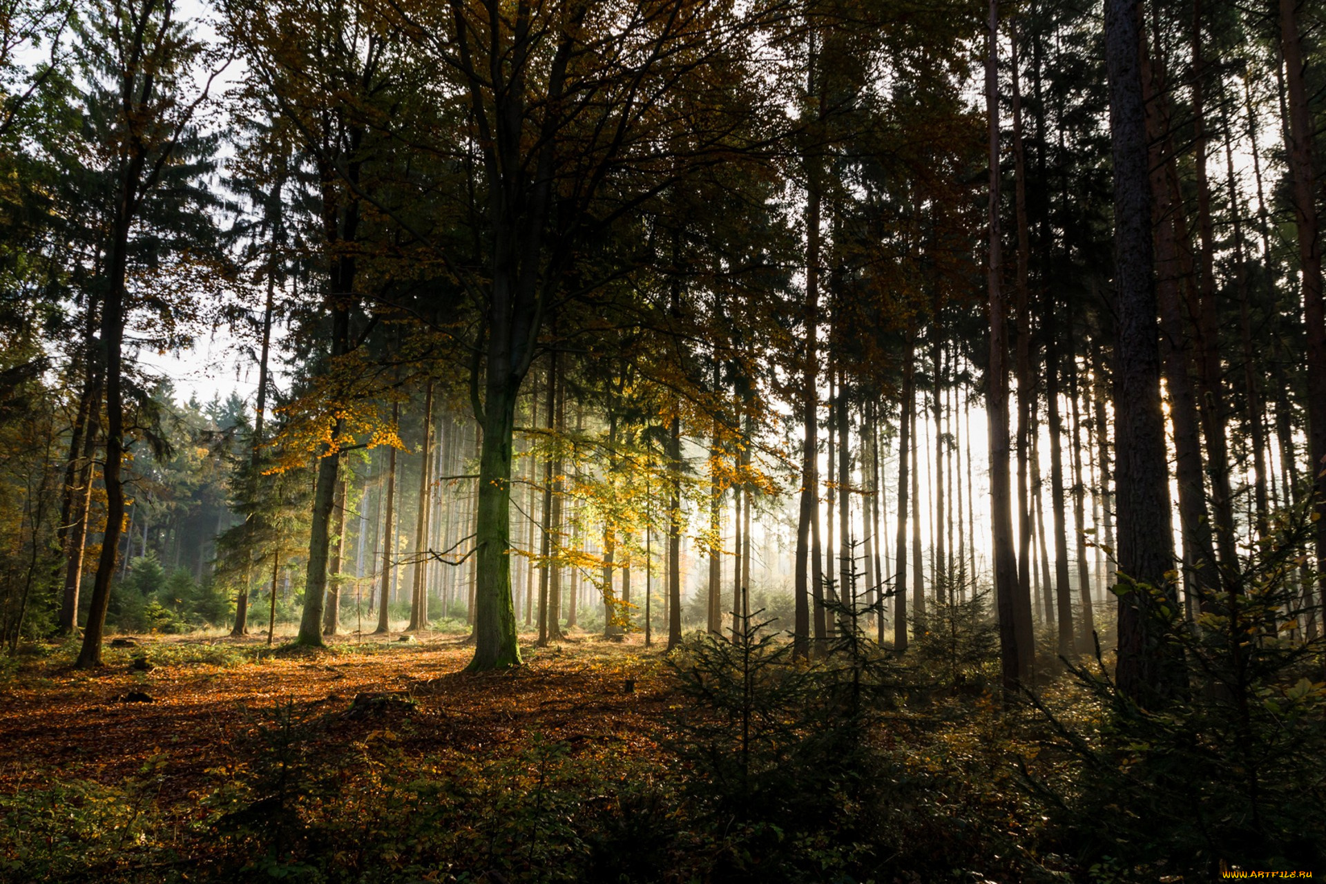 природа, лес, простор