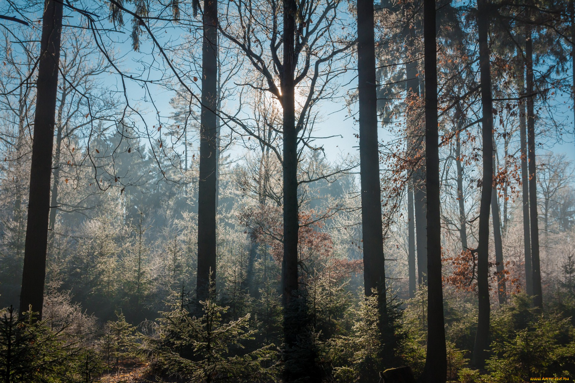 природа, лес, простор