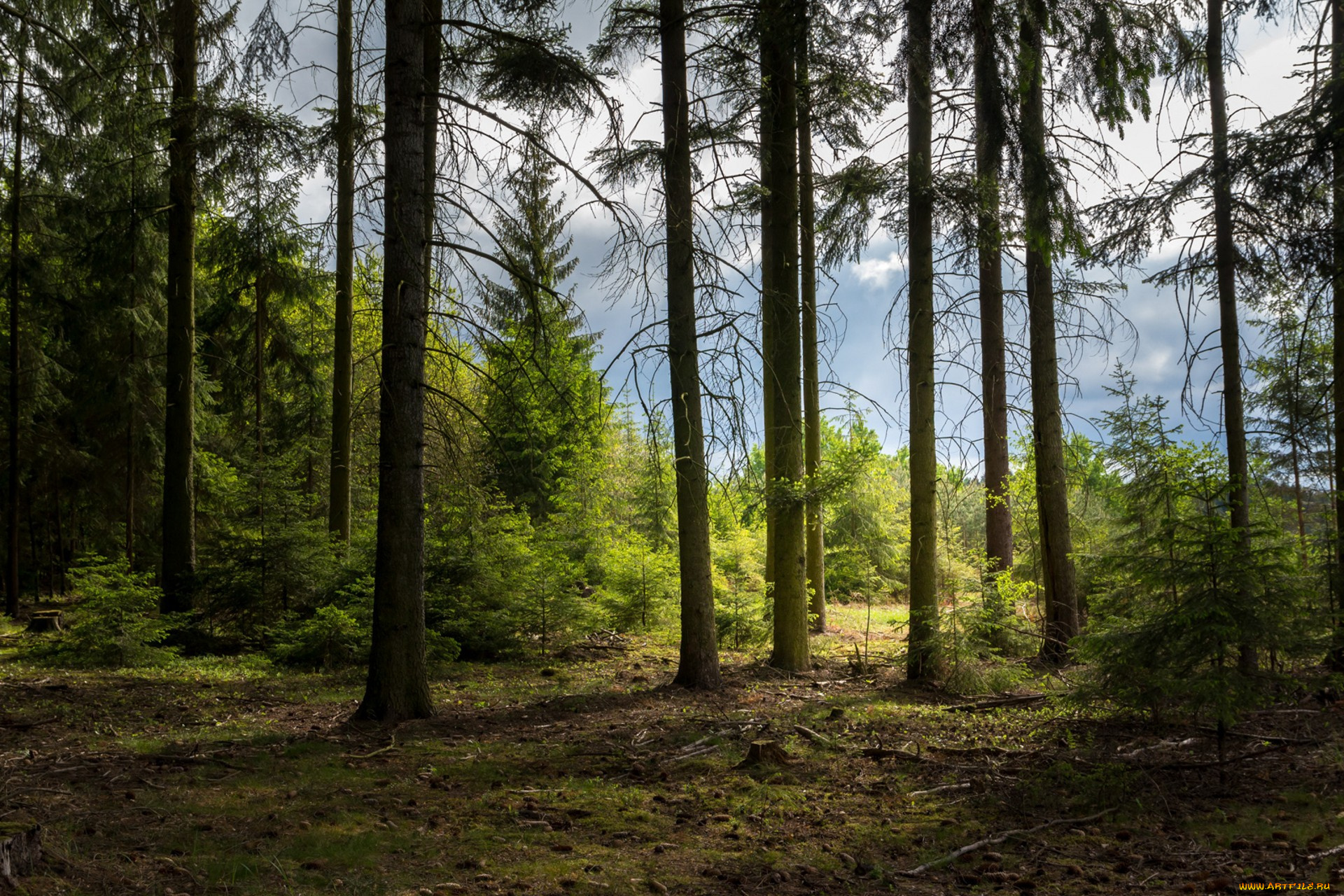 природа, лес, простор