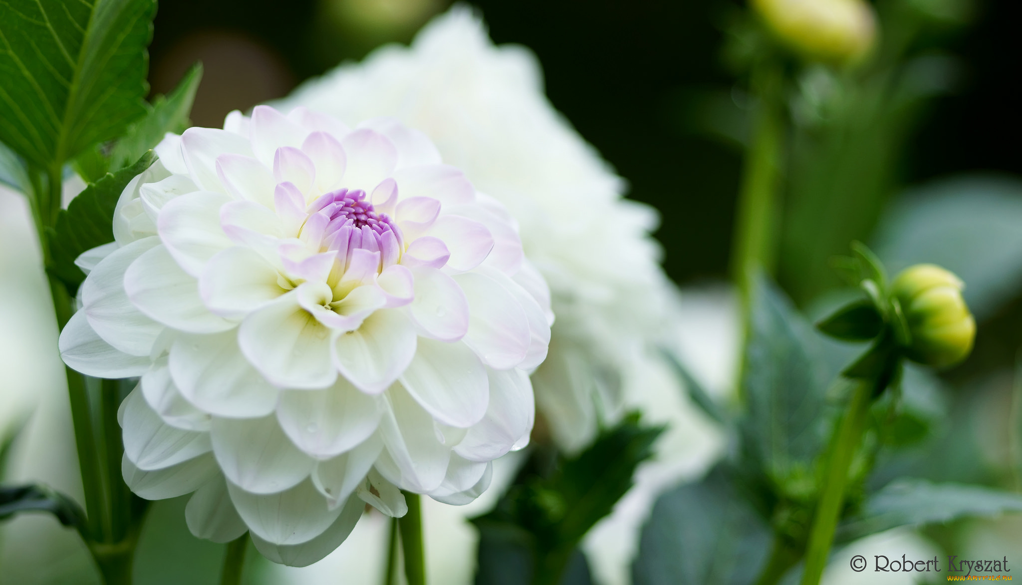 цветы, георгины, бутоны, лепестки, цветение, георгин