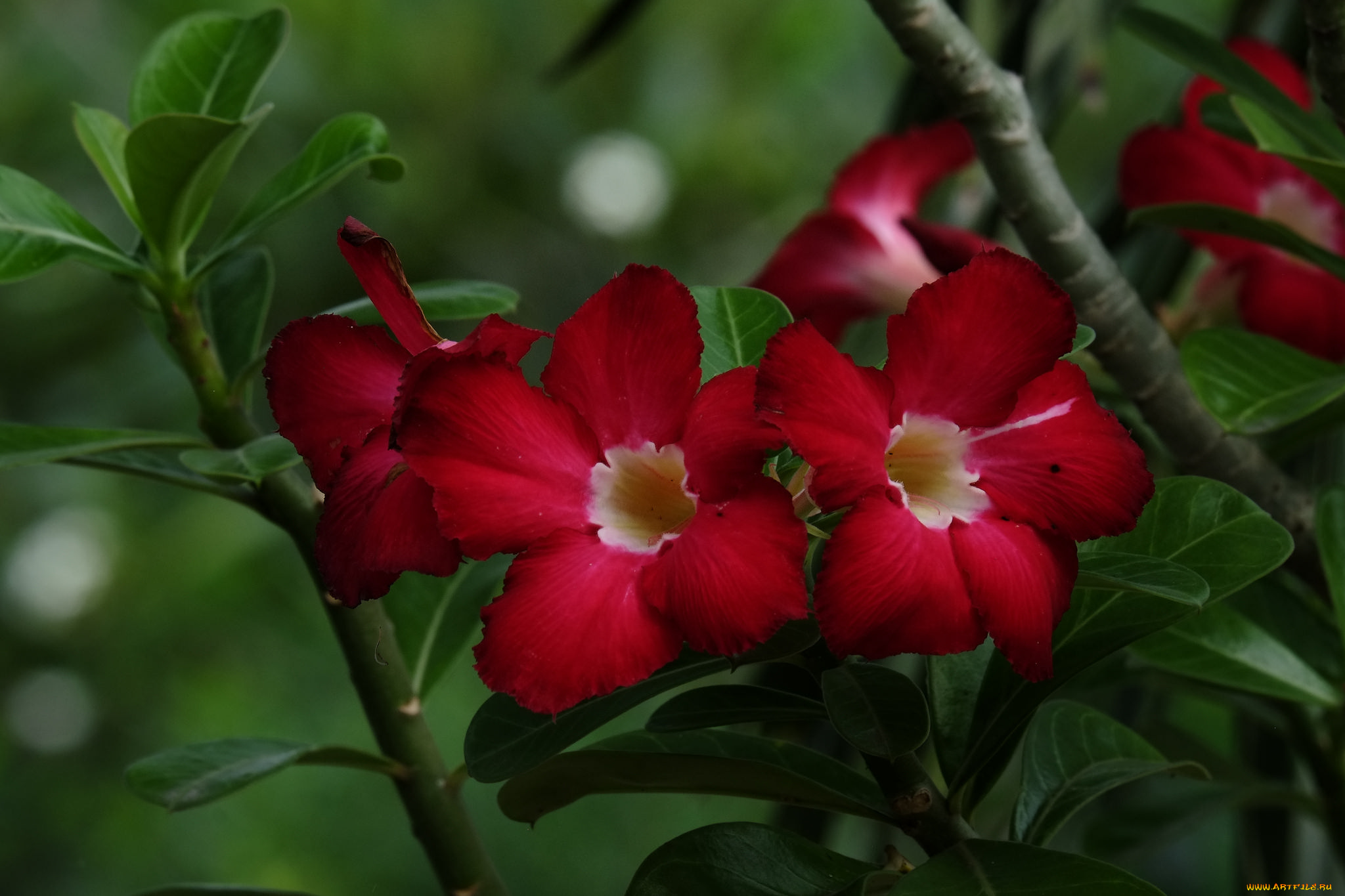 цветы, адениум, , мандевилла, цветение, пустынная, роза