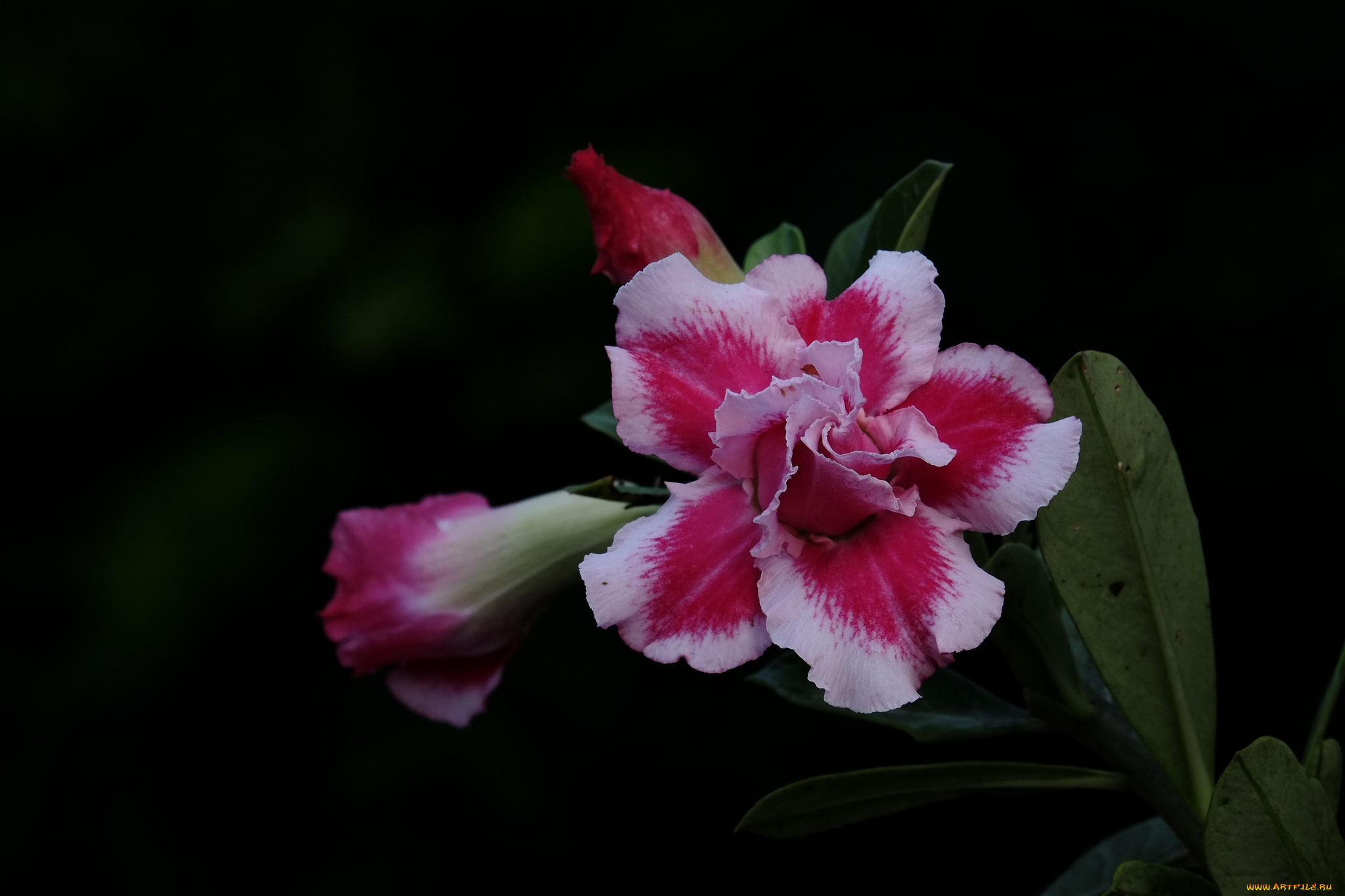 цветы, адениум, , мандевилла, цветение, пустынная, роза