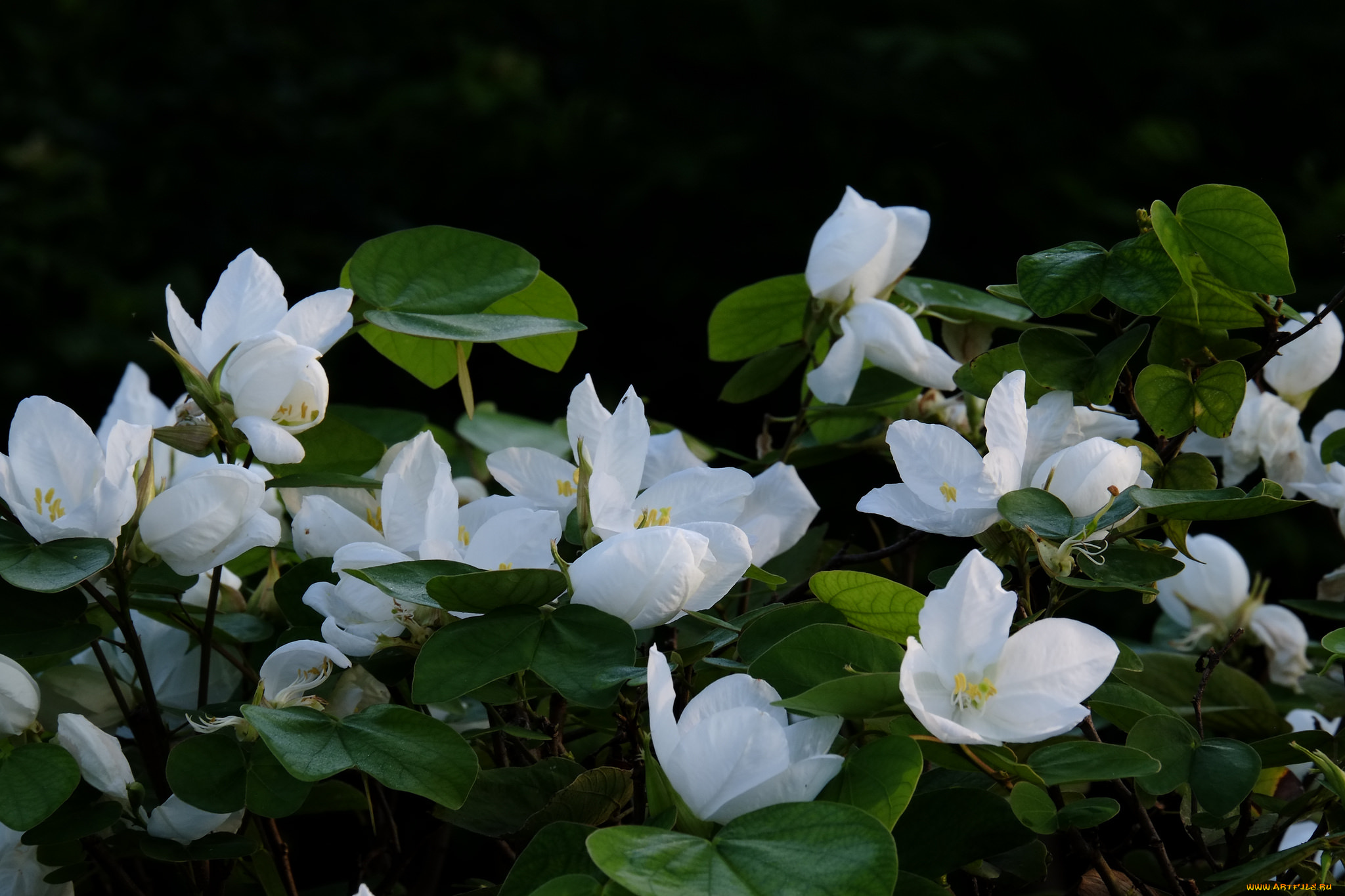 цветы, белые, цветение