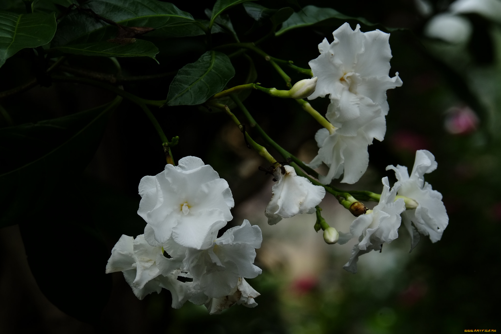 цветы, цветение, белые