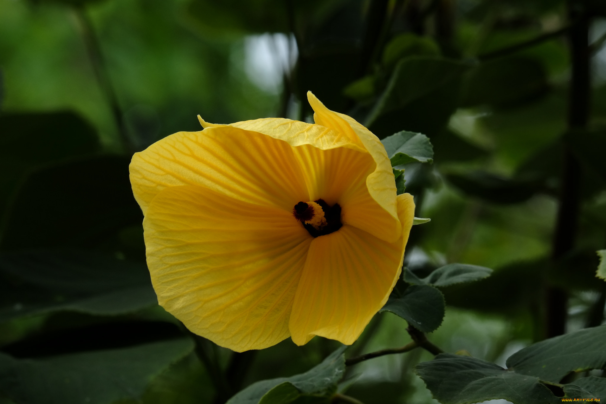 цветы, гибискусы, гибискус, листики, лепестки, ярко, цветение, тычинки