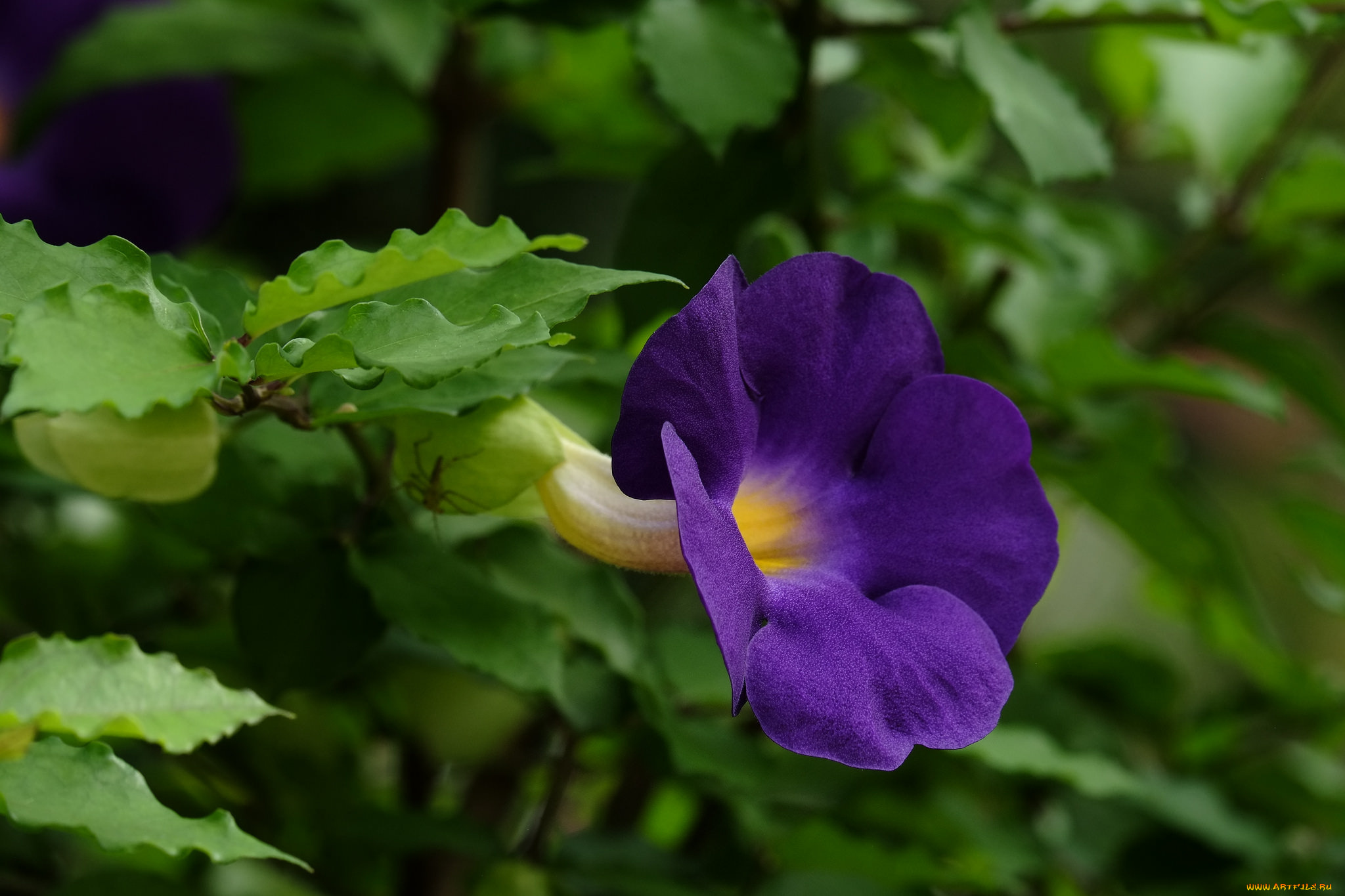 цветы, петунии, , калибрахоа, плюмерия, цветение, листья