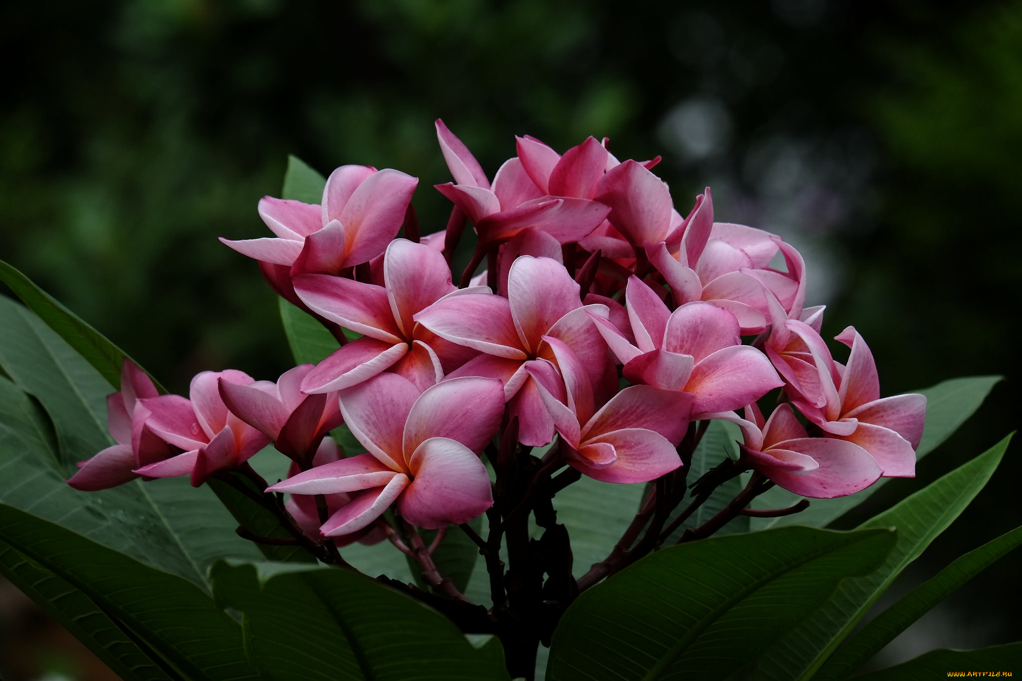 цветы, плюмерия, flowering, branch, leaves, листья, лепестки, цветение, plumeria, petals, ветка