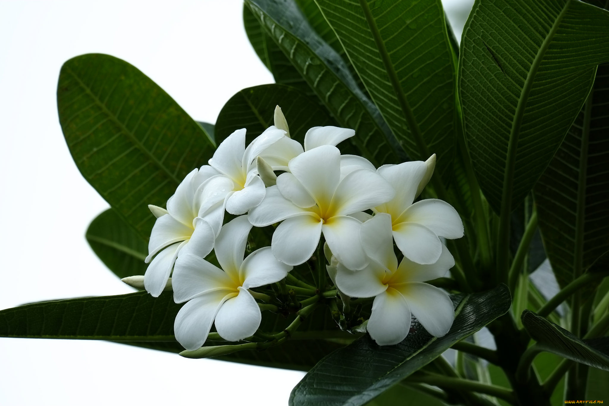 цветы, плюмерия, ветка, flowering, leaves, листья, лепестки, plumeria, petals, цветение, branch
