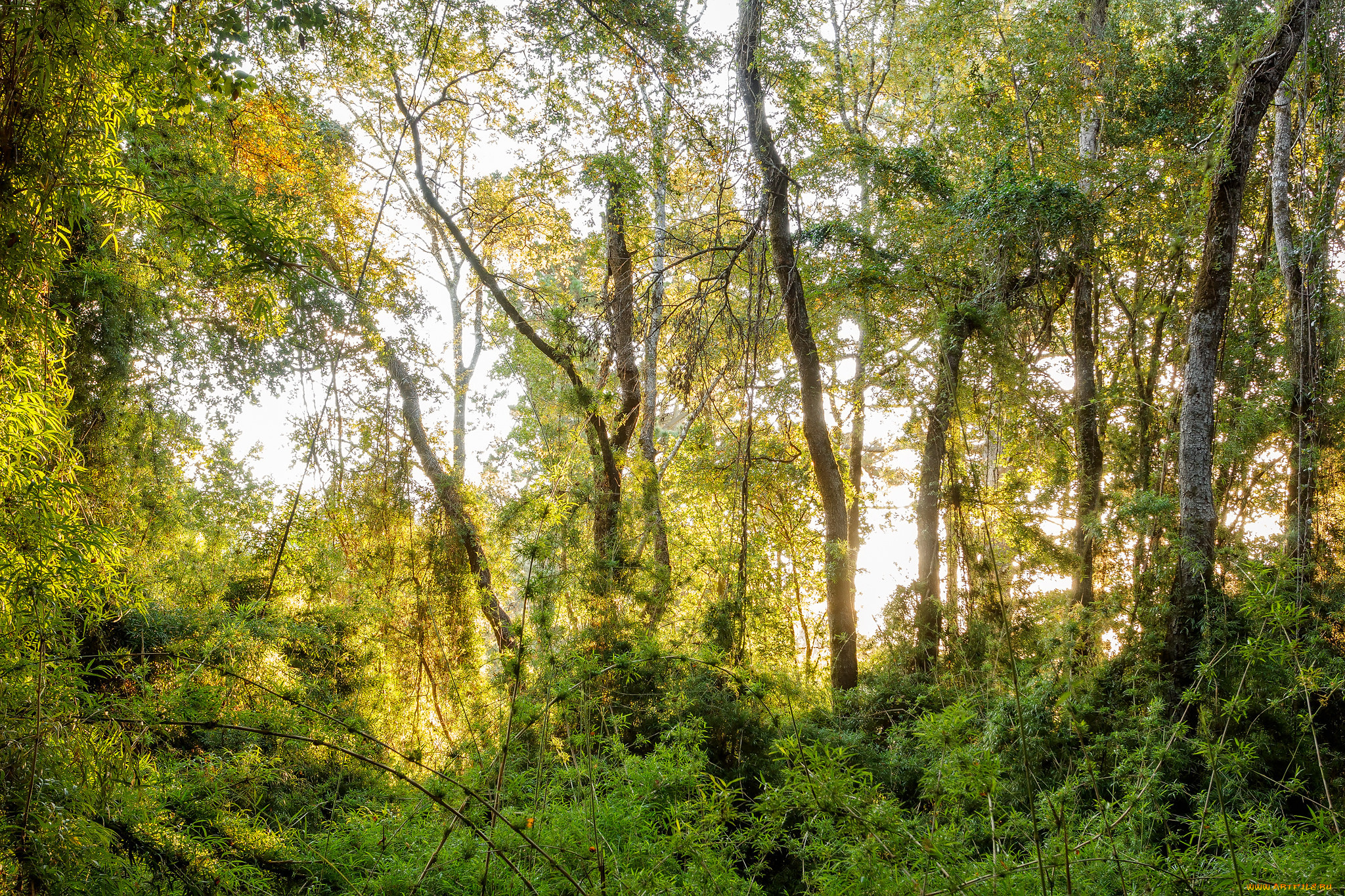 природа, лес, простор