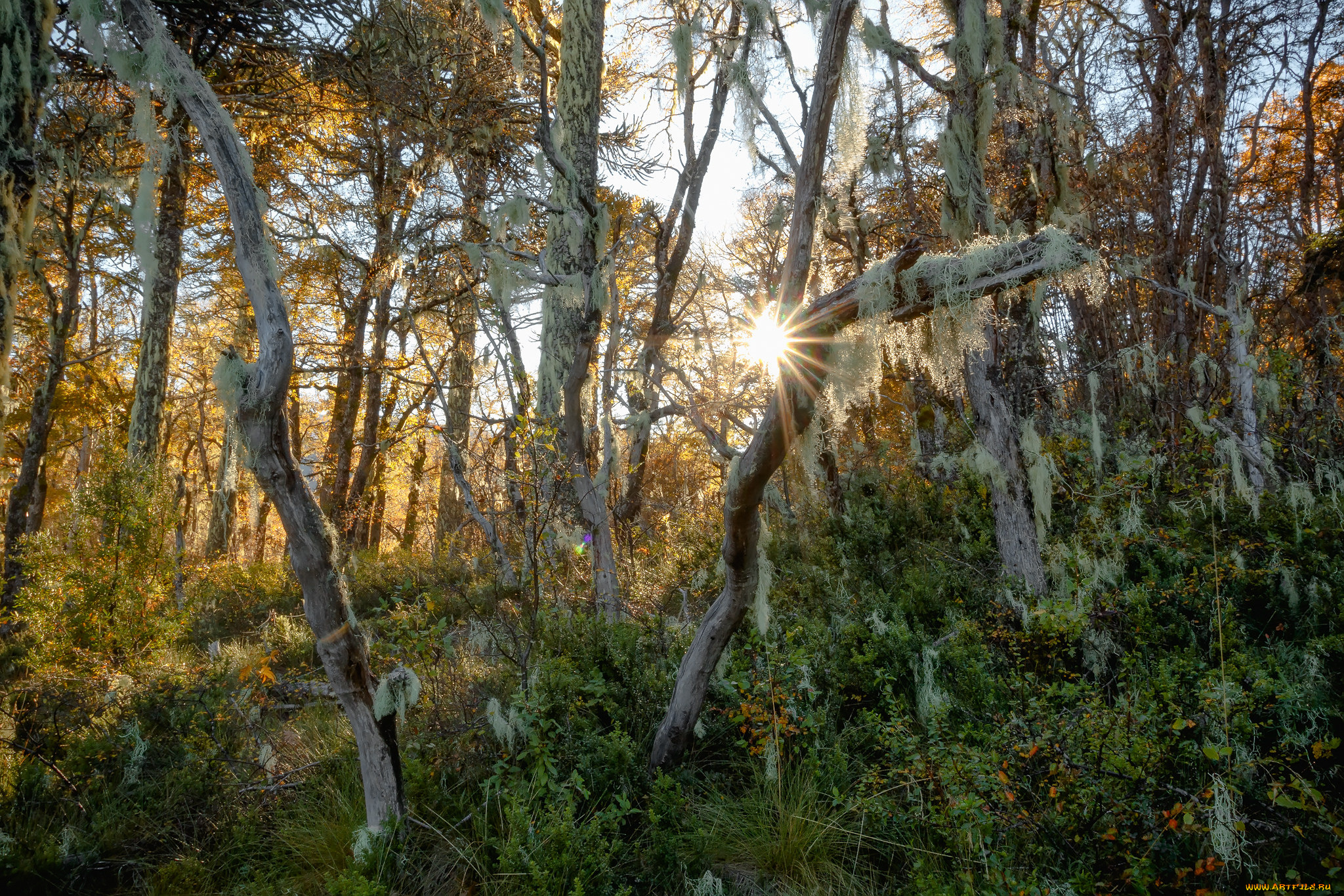 природа, лес, простор