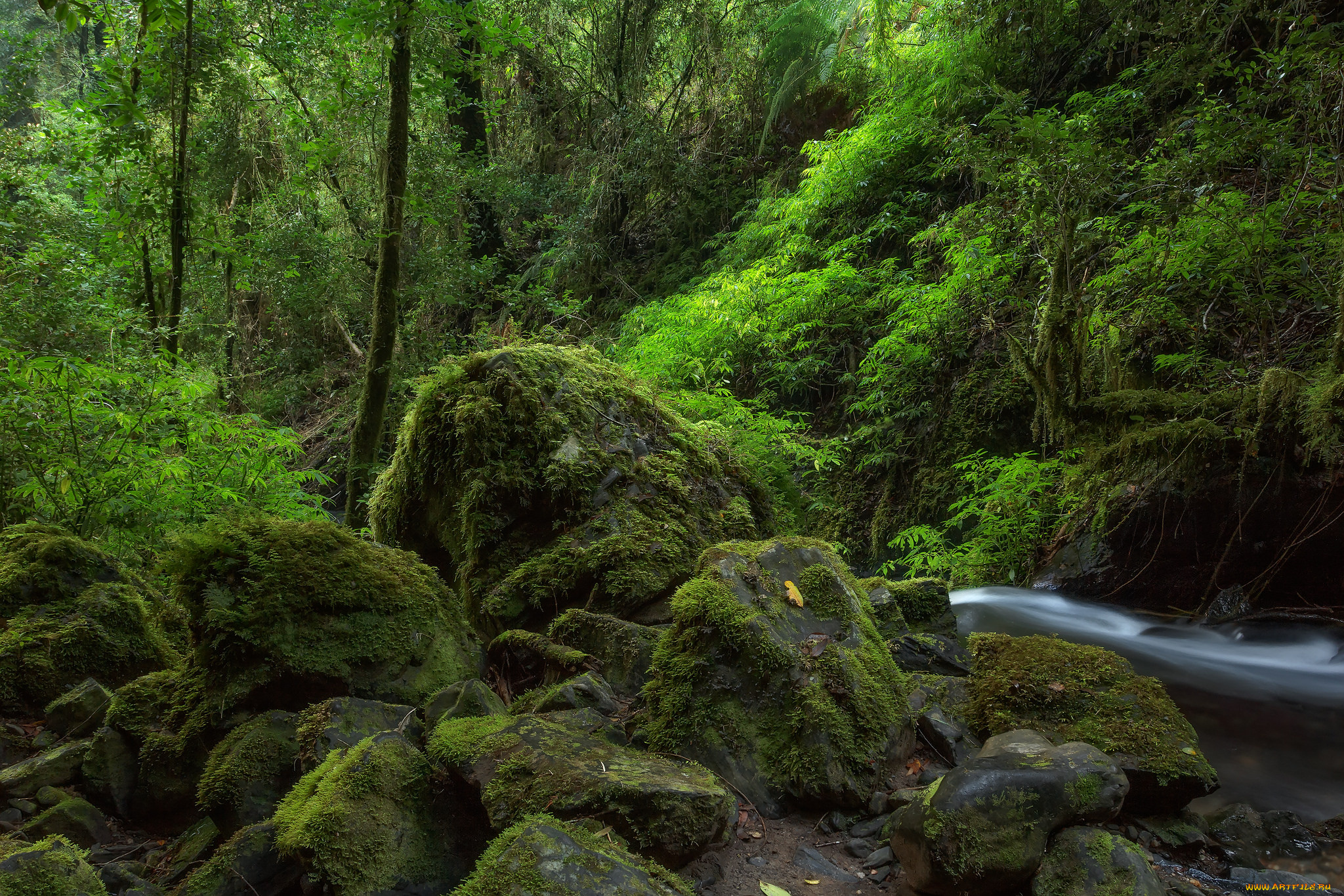 природа, лес, простор