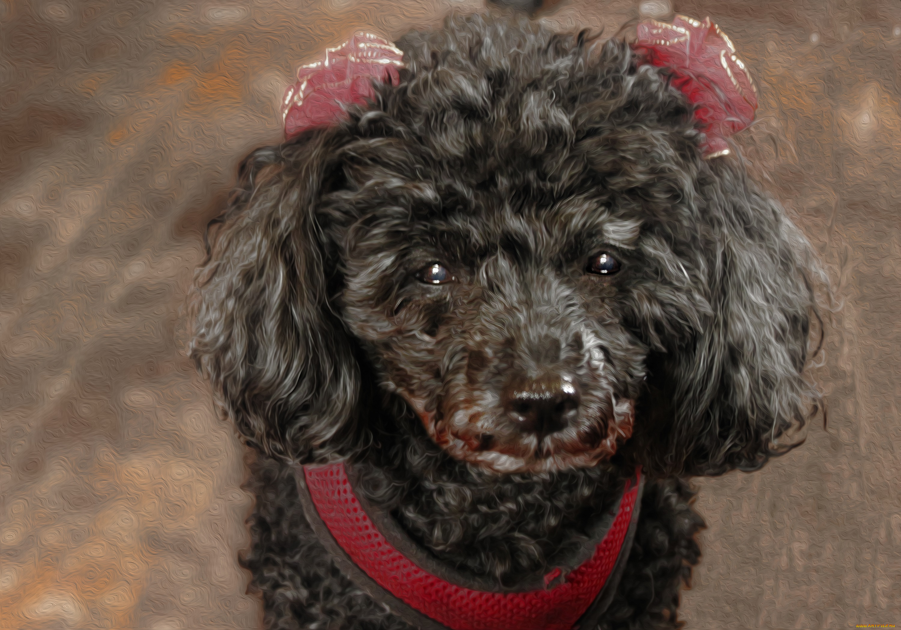 разное, компьютерный, дизайн, пудель, собака, дизайн, животное