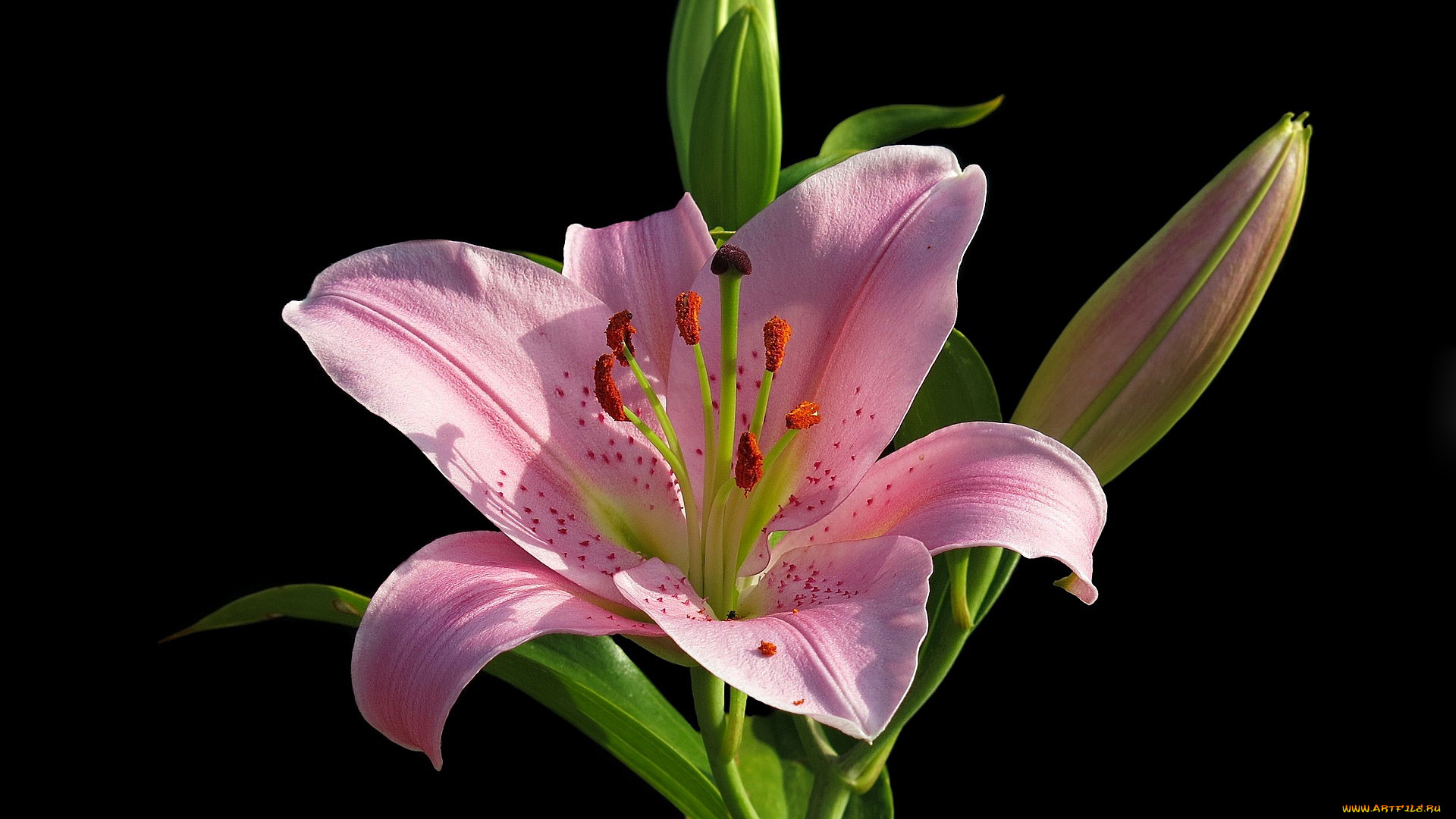 цветы, лилии, , лилейники, лилия