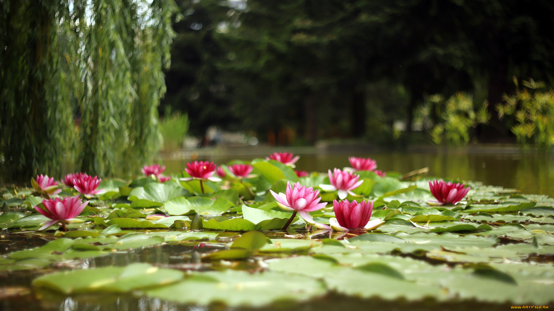 цветы, лилии, водяные, , нимфеи, , кувшинки, пруд, лилии