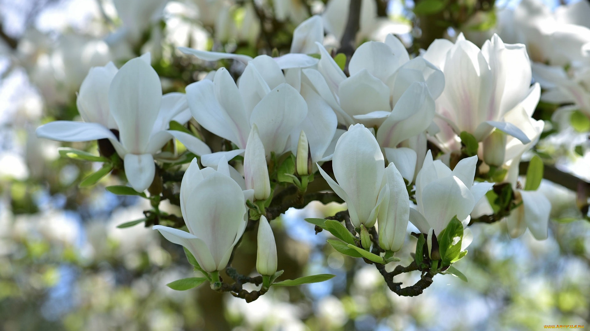 цветы, магнолии, белая, магнолия, бутоны