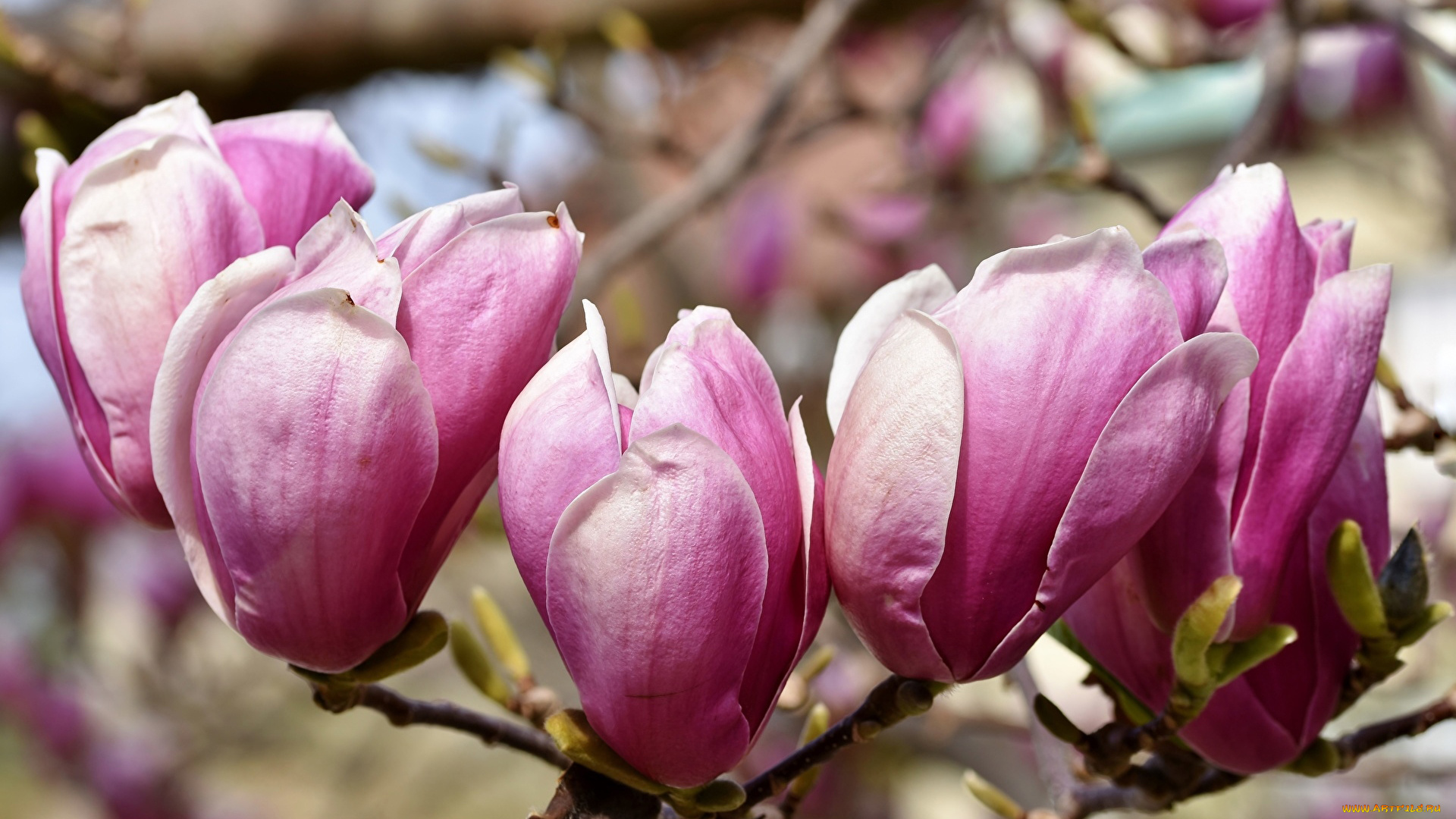 цветы, магнолии, розовая, магнолия, бутоны