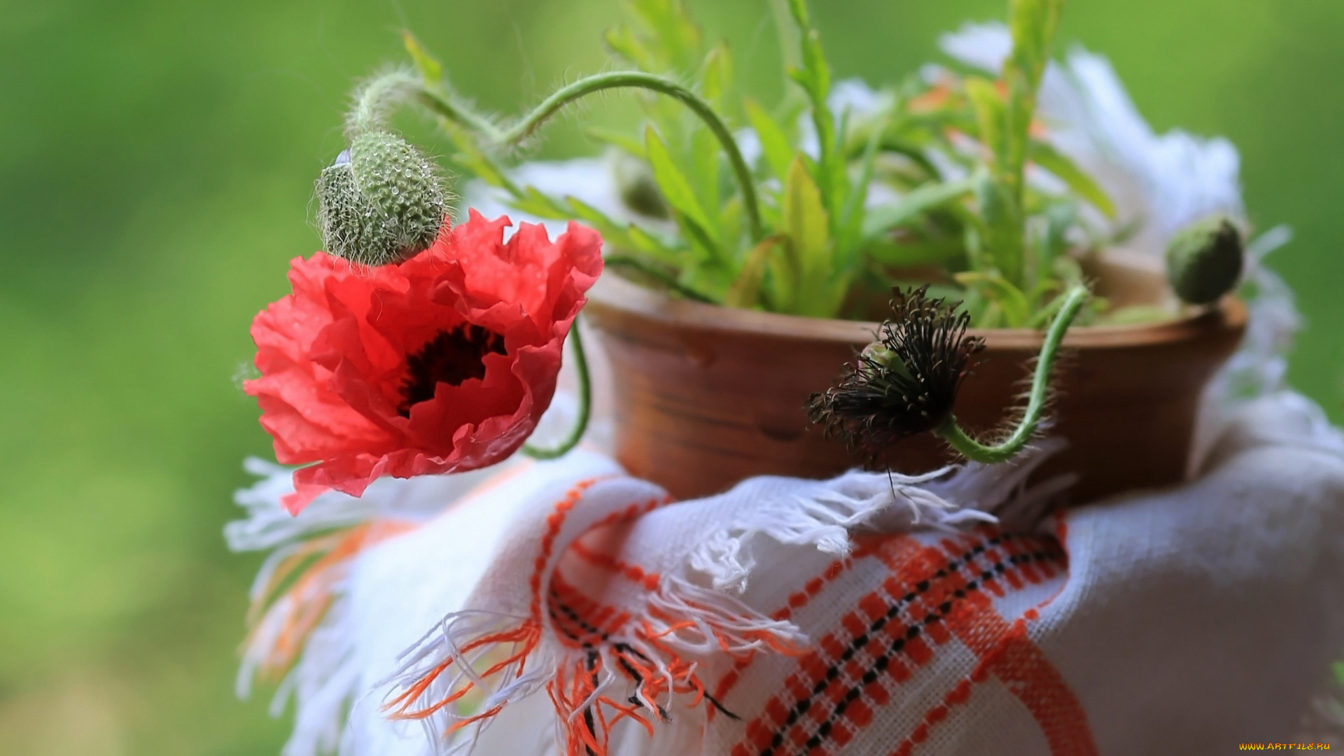цветы, маки, горшок, мак, бутоны, алый