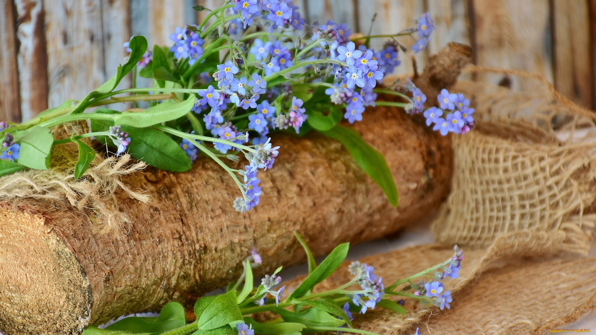 цветы, незабудки, полено, голубые