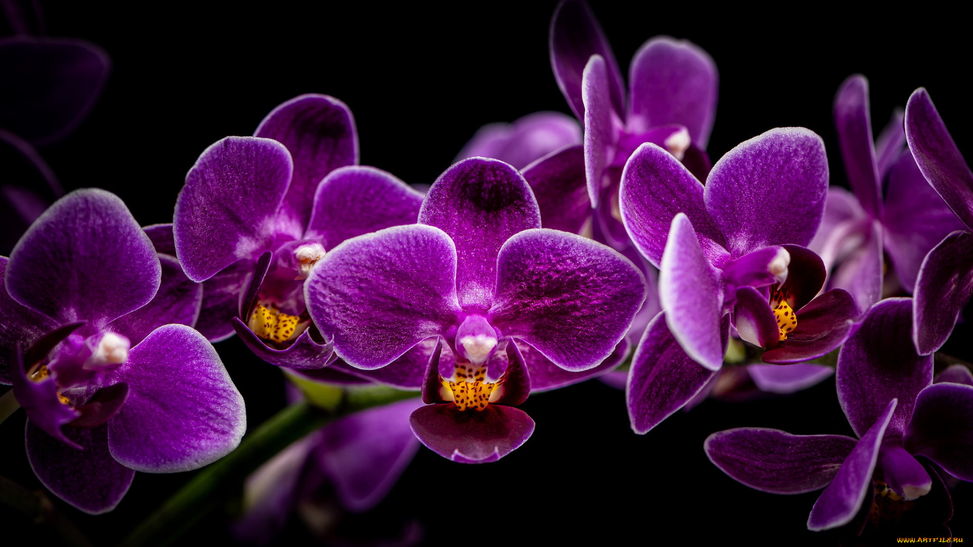 цветы, орхидеи, экзотика
