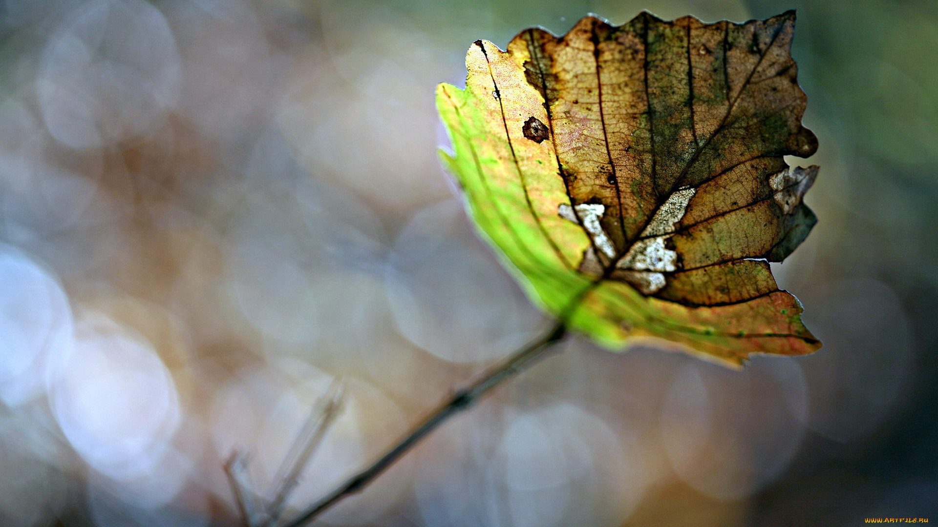 природа, листья, лист, блики