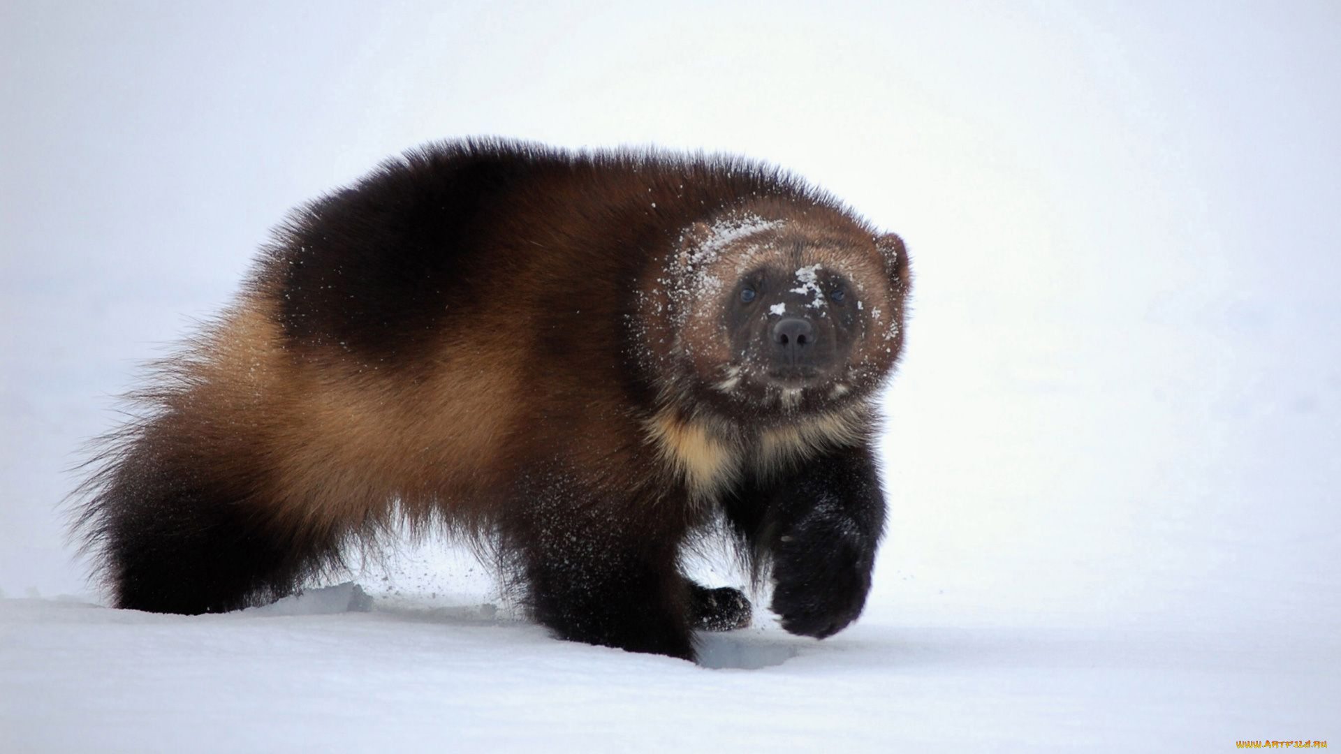 росомаха, животные, росомахи, животное, хищник, млекопитающее, куньи, опасное, мех, когти