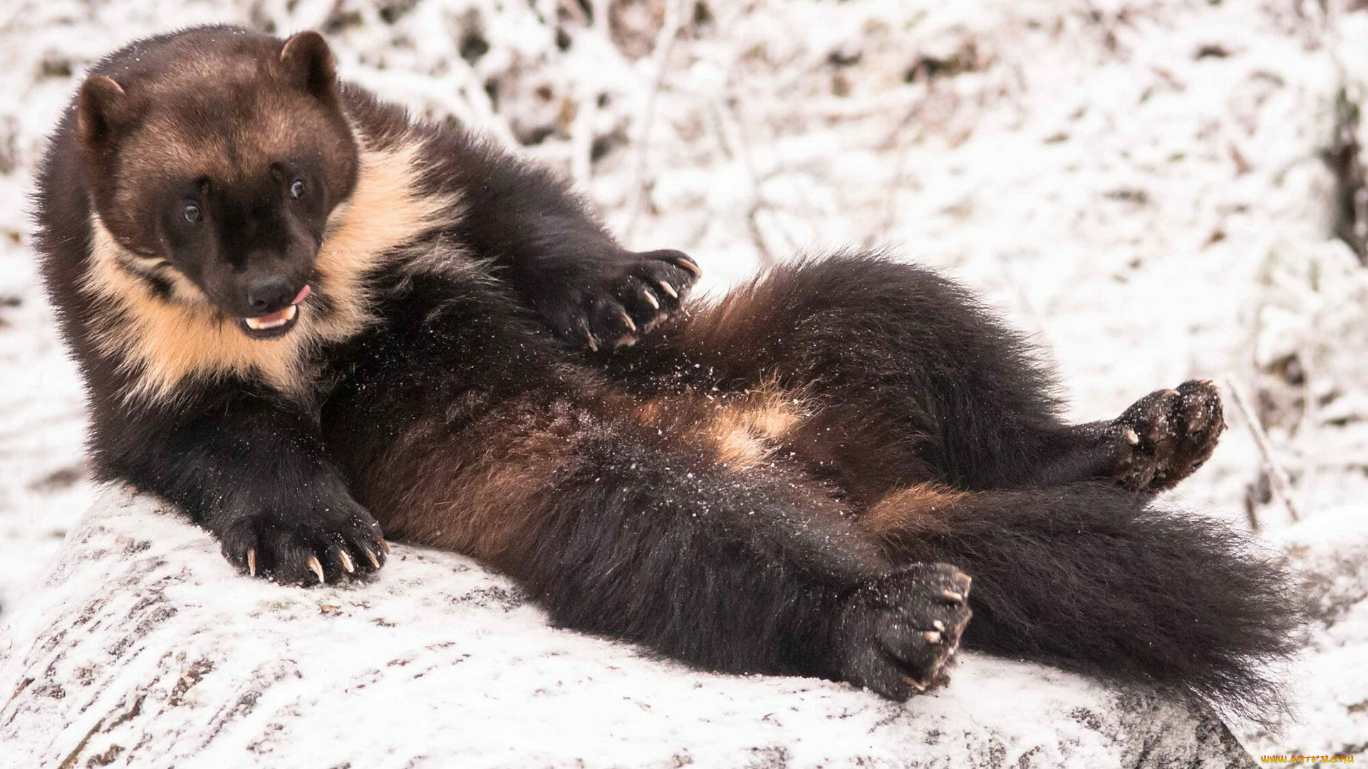 росомаха, животные, росомахи, животное, хищник, млекопитающее, куньи, опасное, мех, когти