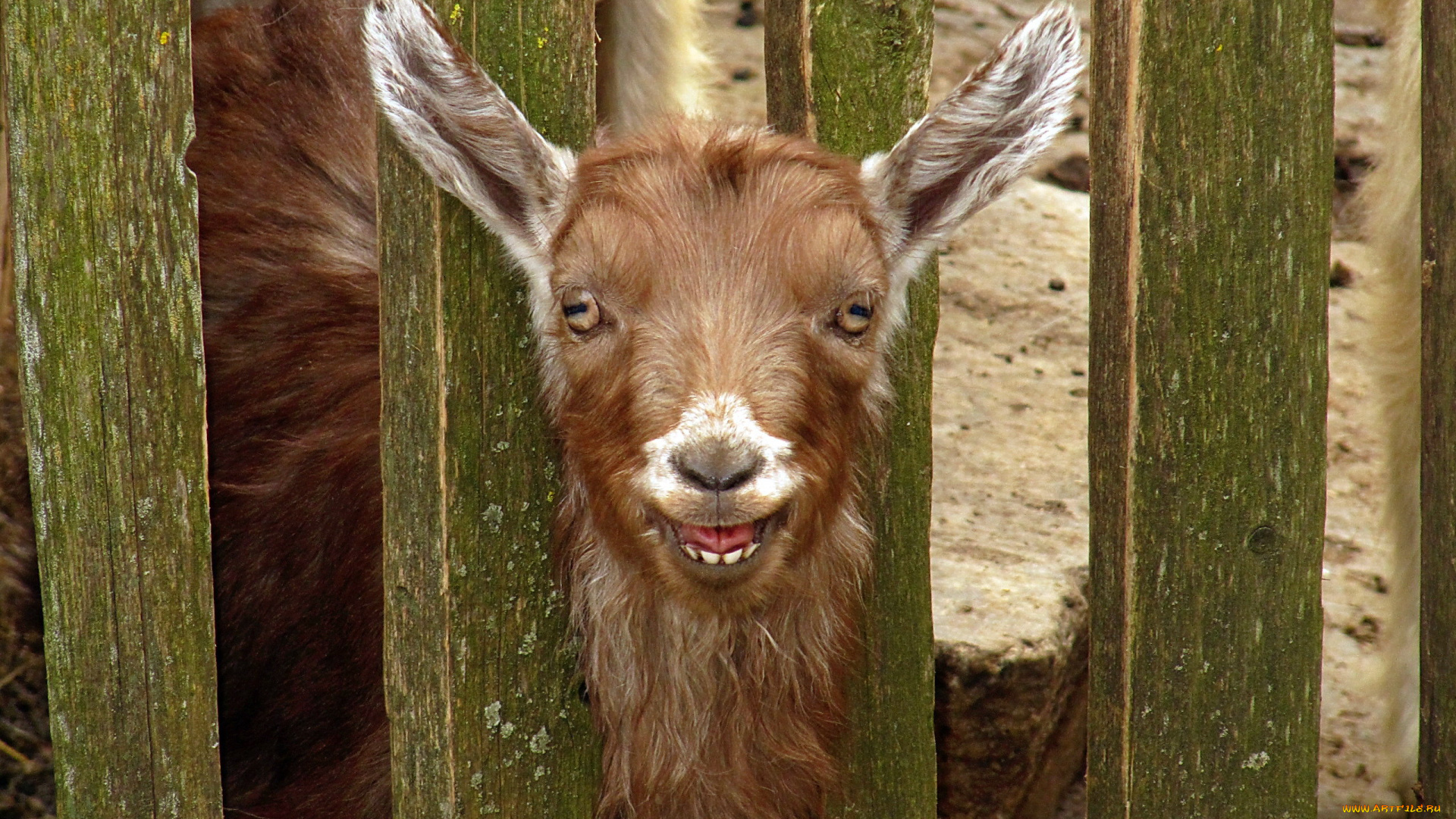 животные, козы, козел, рыжий, забор