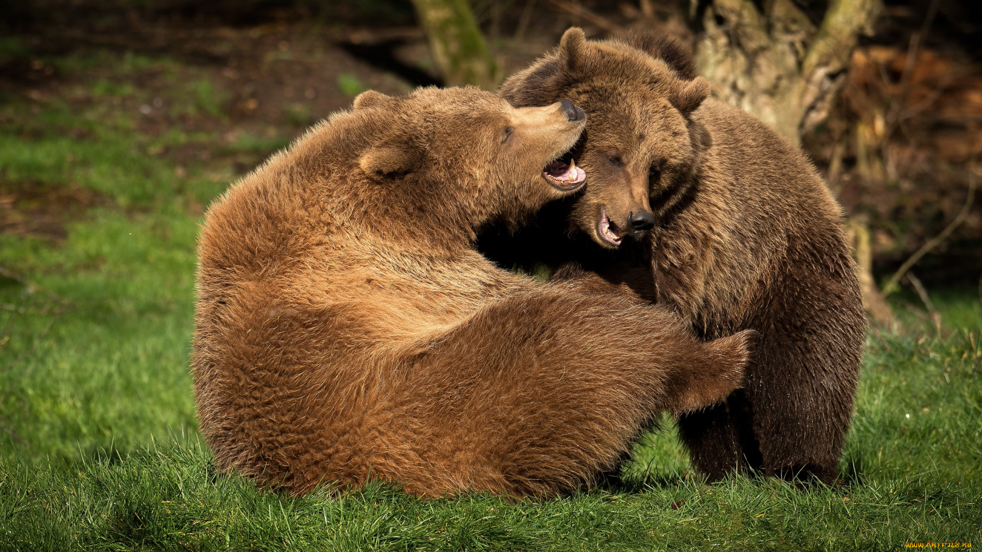 животные, медведи, два, бурый, гризли, кодьяк, животное, хищник, млекопитающее, хордовые