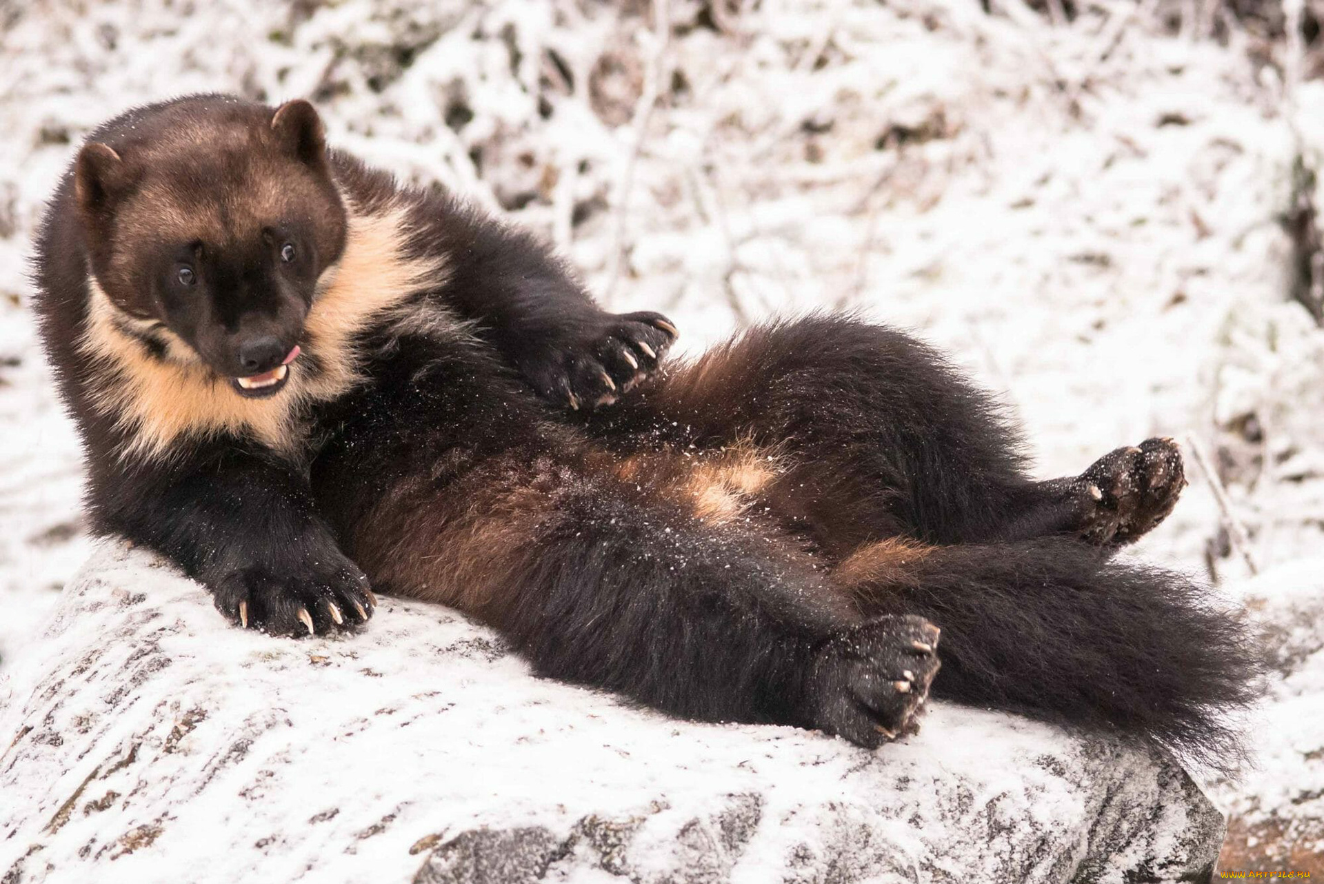 росомаха, животные, росомахи, животное, хищник, млекопитающее, куньи, опасное, мех, когти