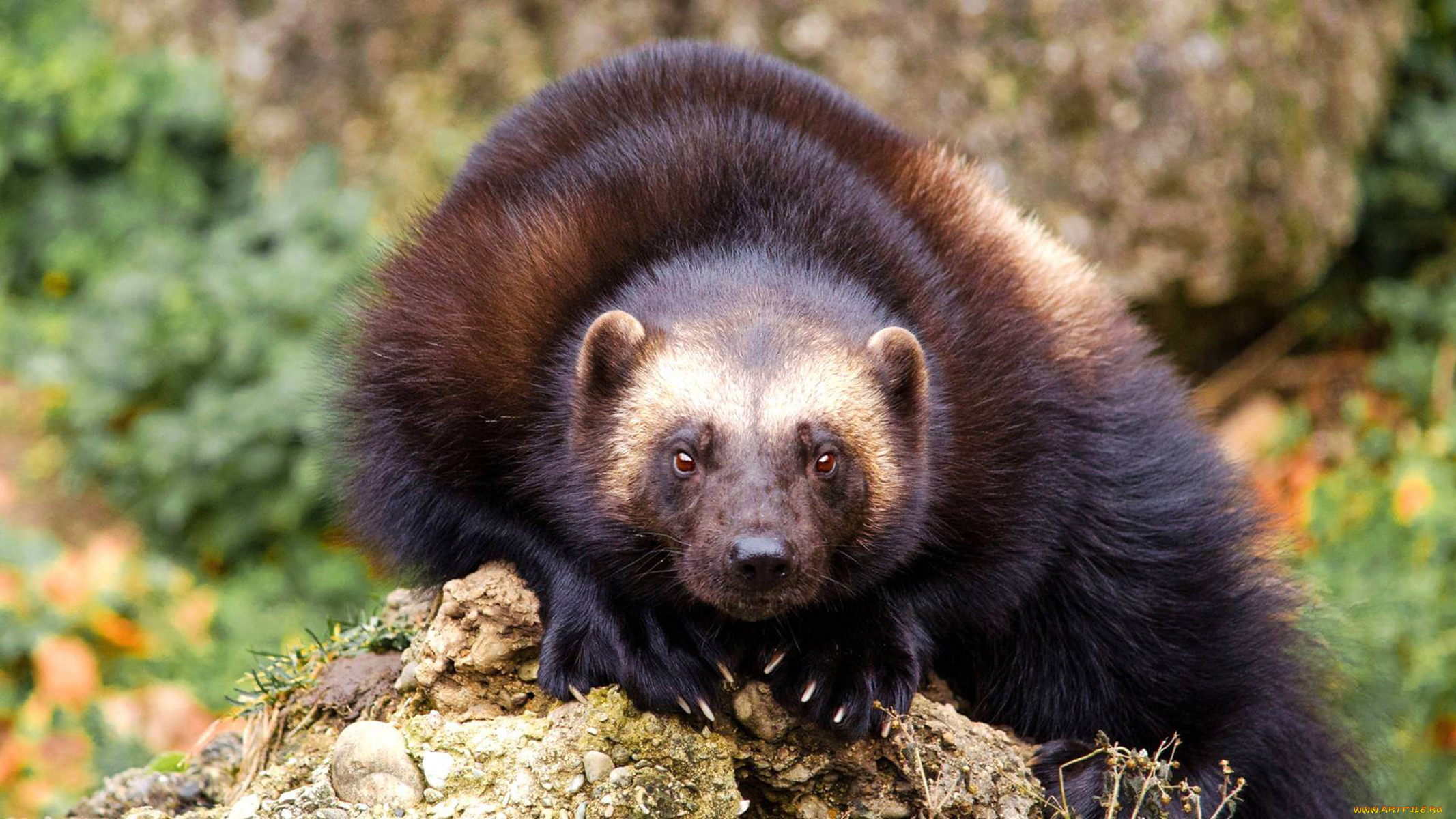 росомаха, животные, росомахи, животное, хищник, млекопитающее, куньи, опасное, мех, когти