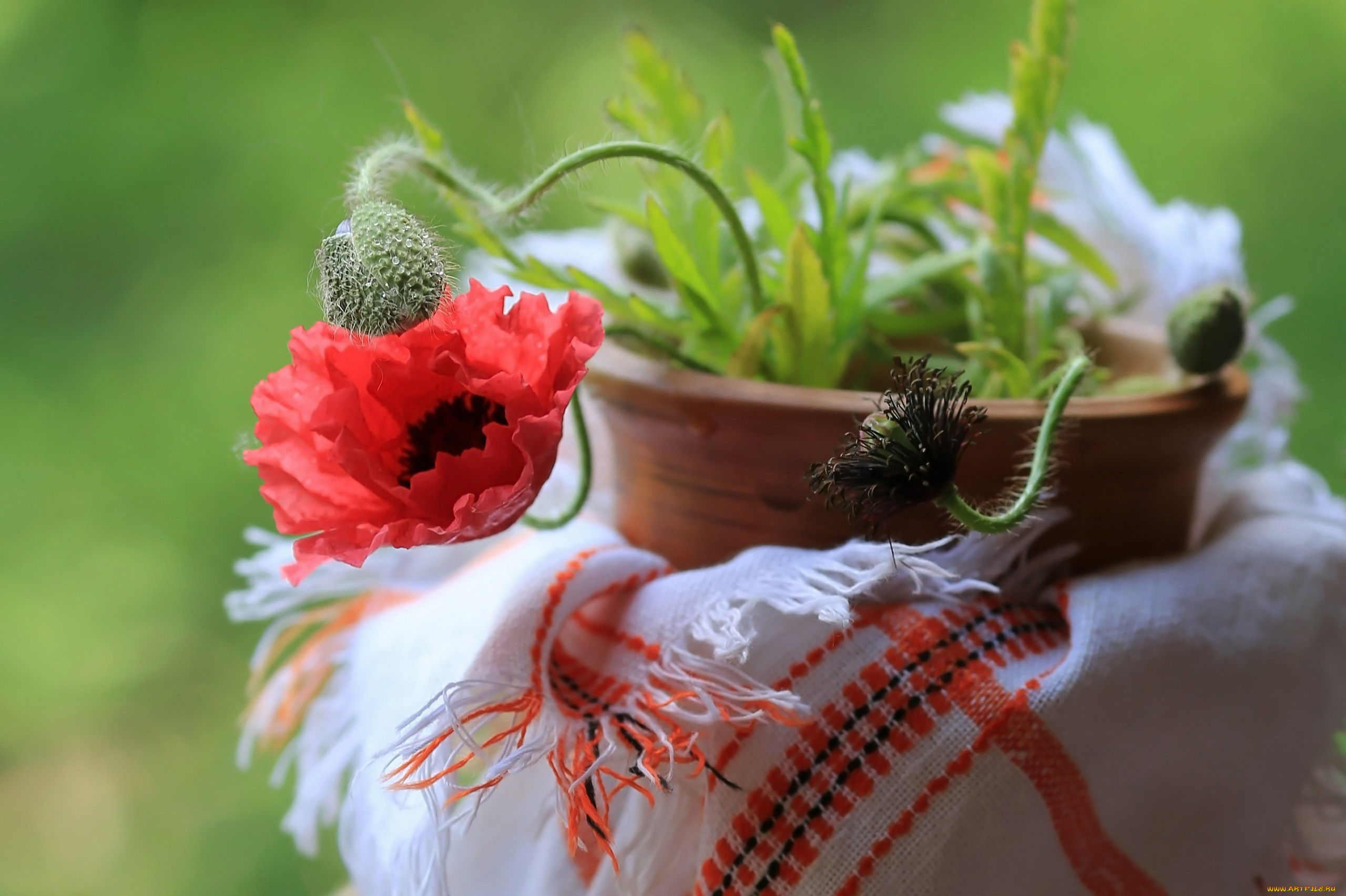 цветы, маки, горшок, мак, бутоны, алый