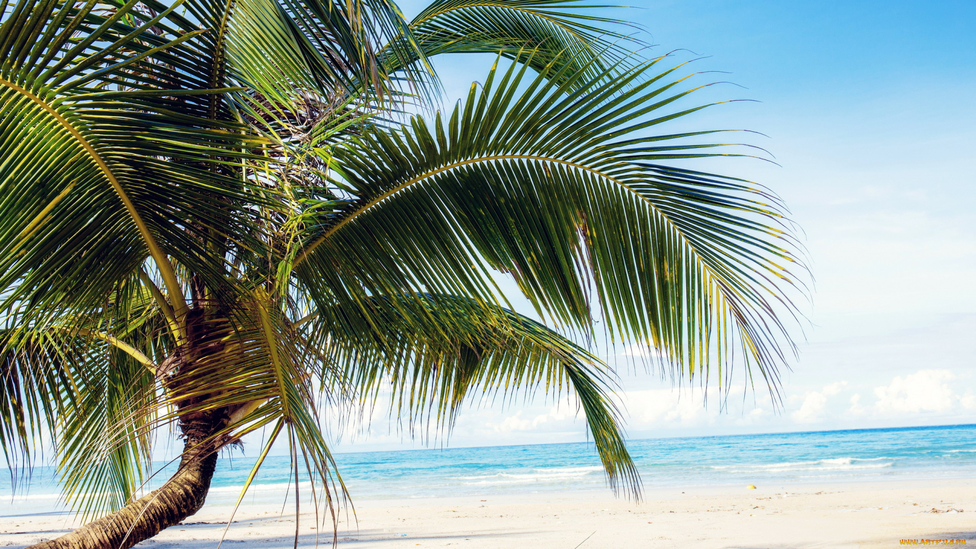природа, тропики, море, пляж, пальма