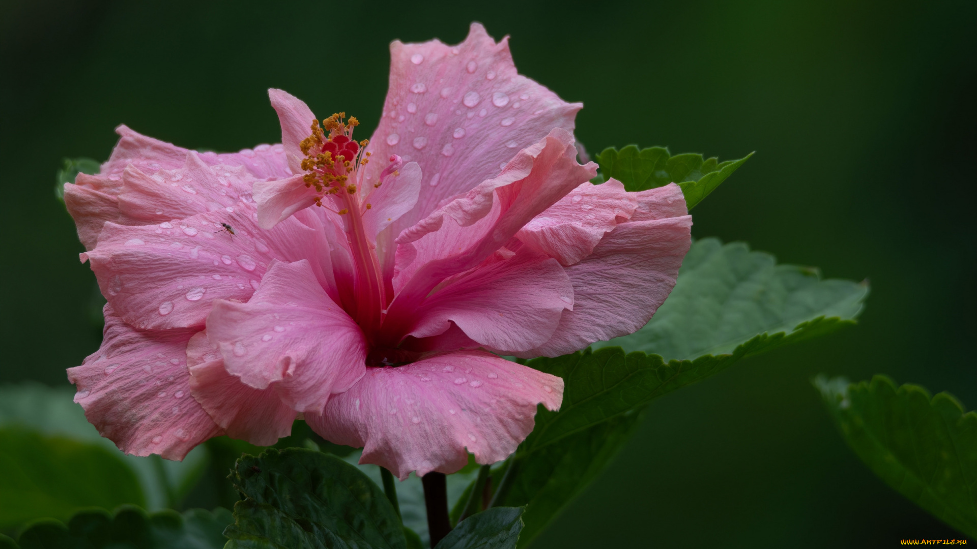 цветы, гибискусы, розовый, гибискус, макро, капли