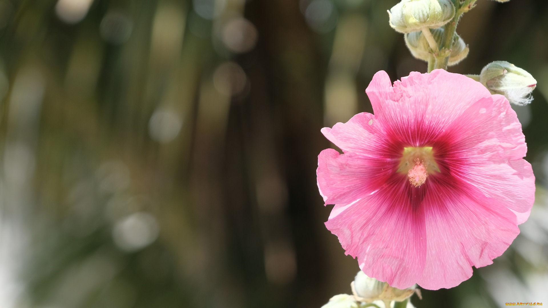 цветы, мальвы, розовая, мальва, боке