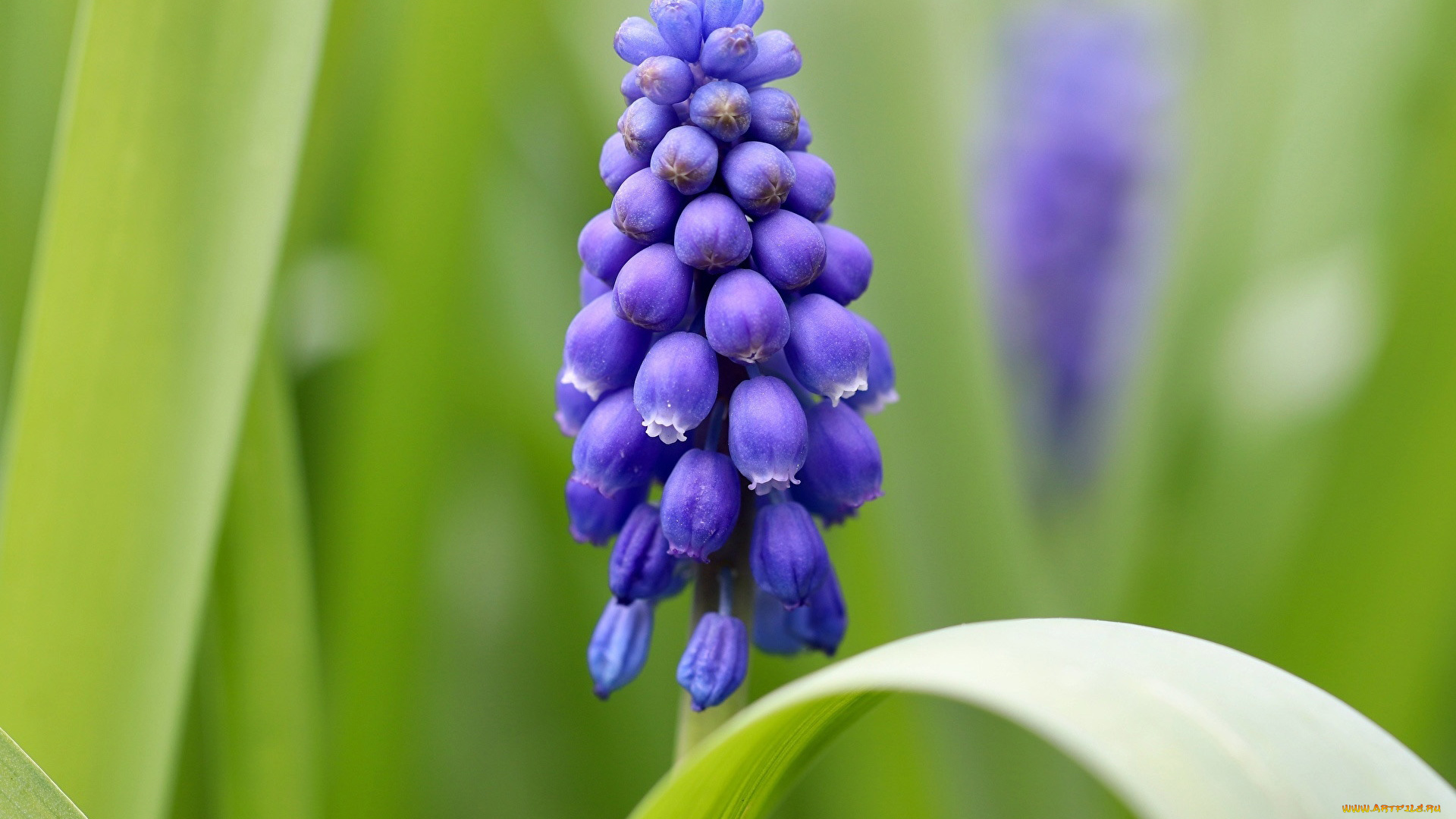 цветы, мускари, лиловый, макро