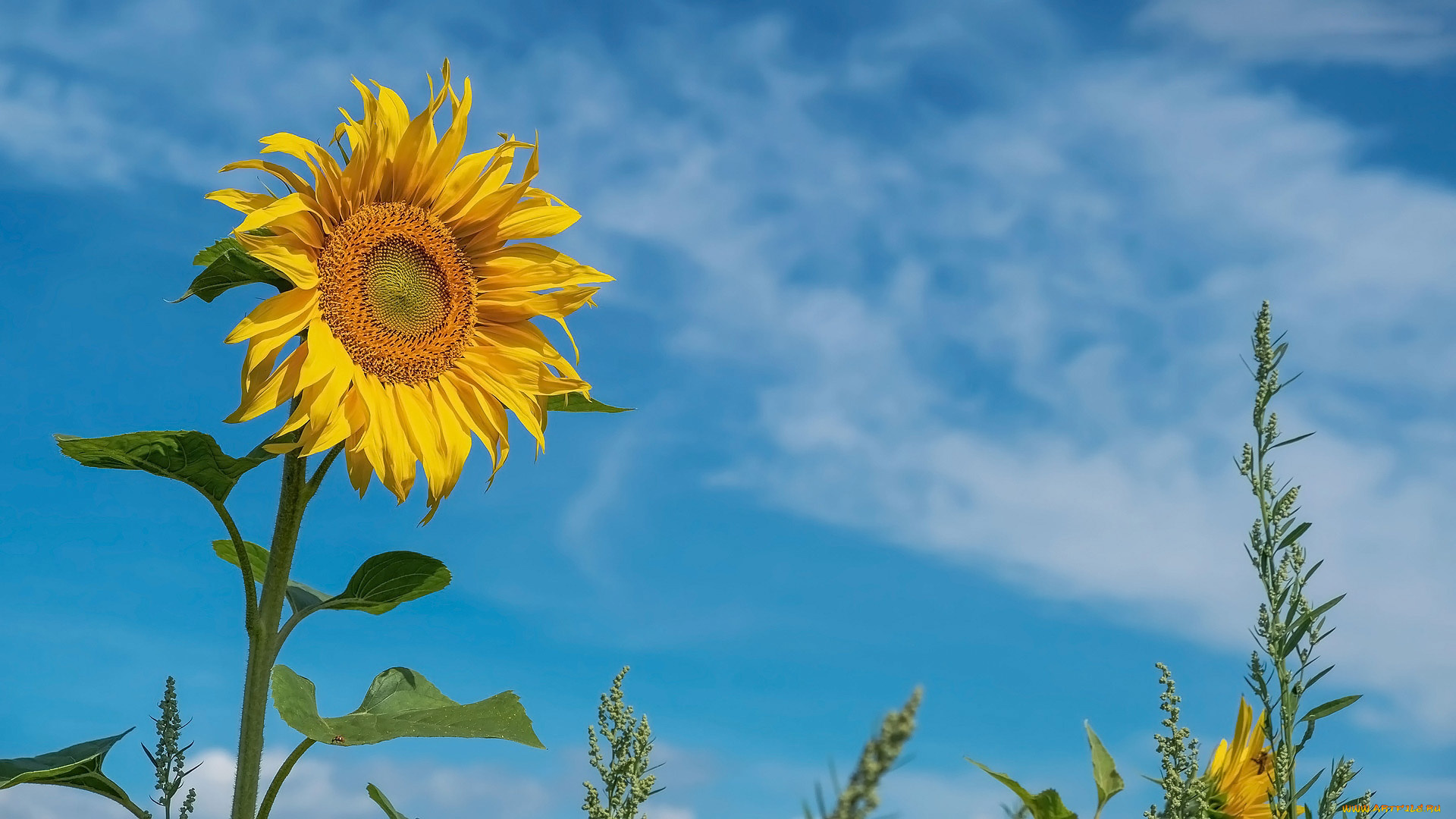 цветы, подсолнухи, солнечный, цветок, подсолнух, голубое, небо