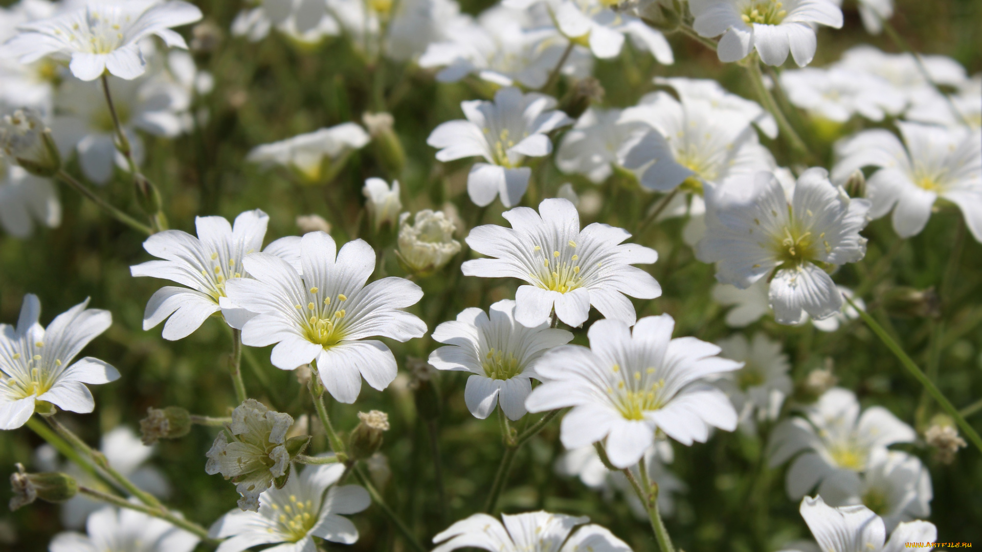 цветы, ясколка, белая, много