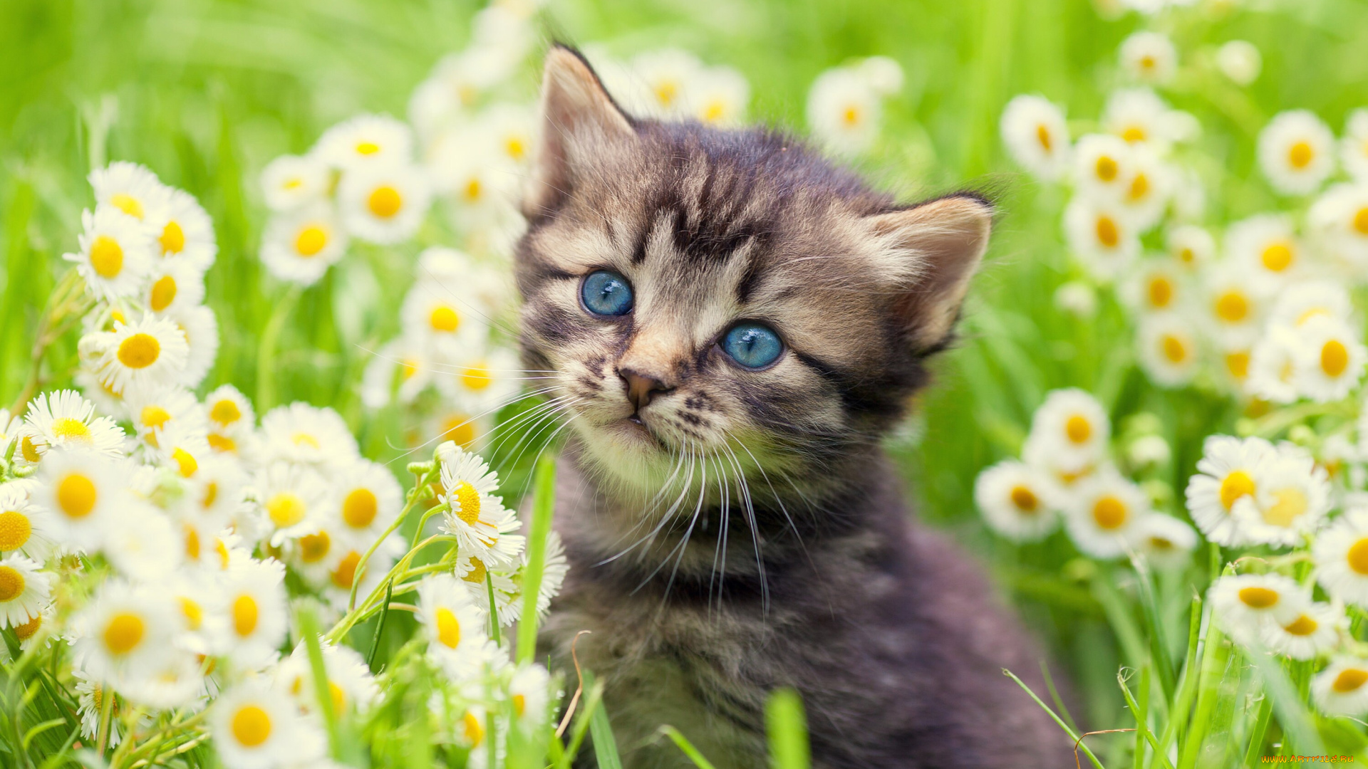 котёнок, животные, коты, комочек