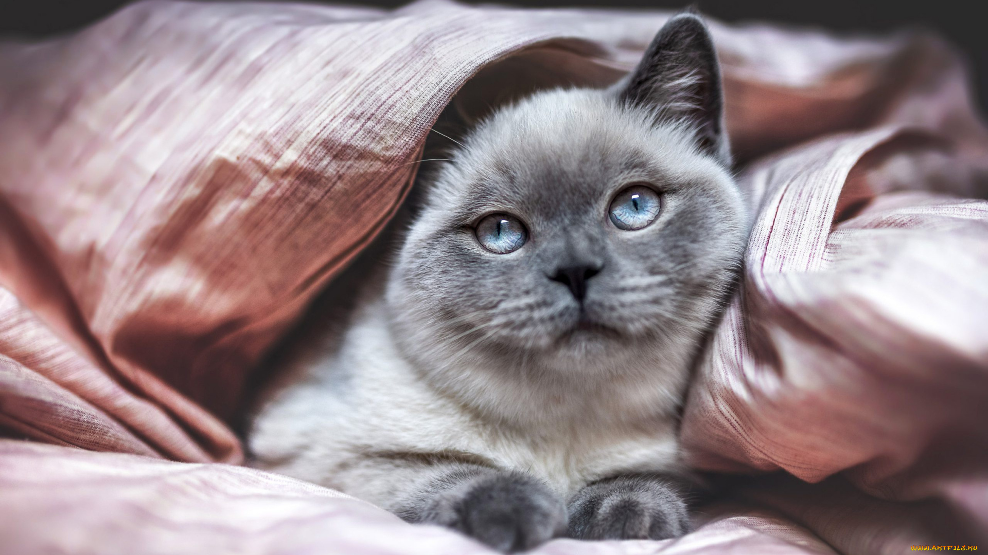 животные, коты, кот, кошка